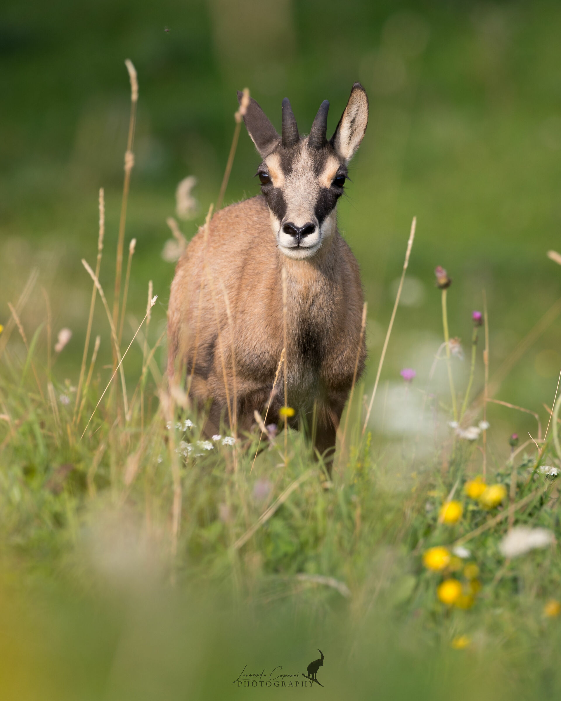 Curiosità / Curiosity