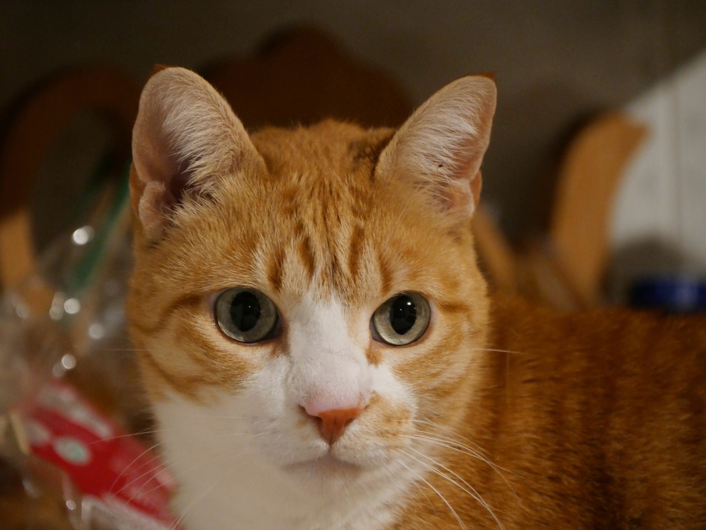 Ritratto del mio modello preferito quando sta fermo