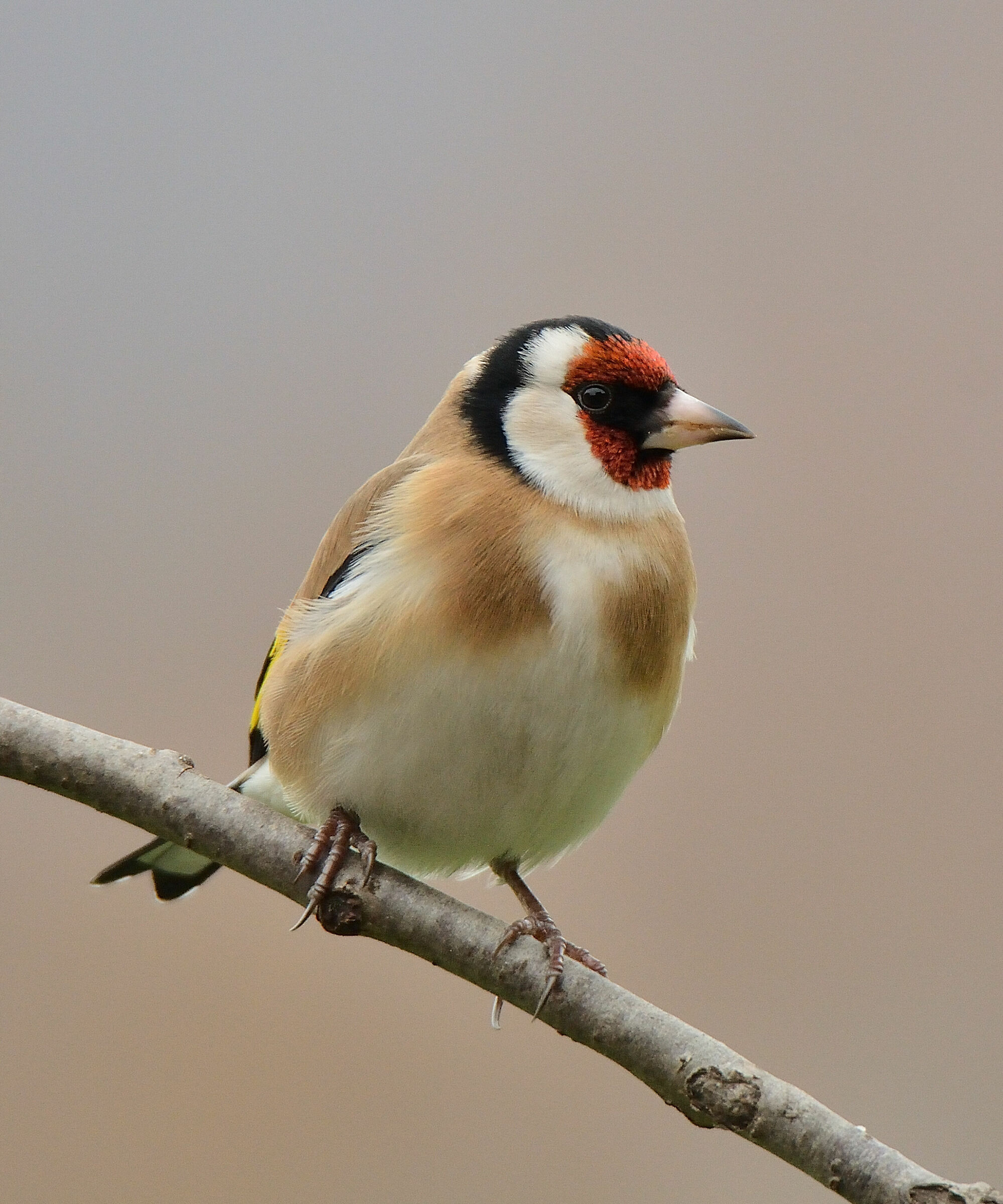 Goldfinch