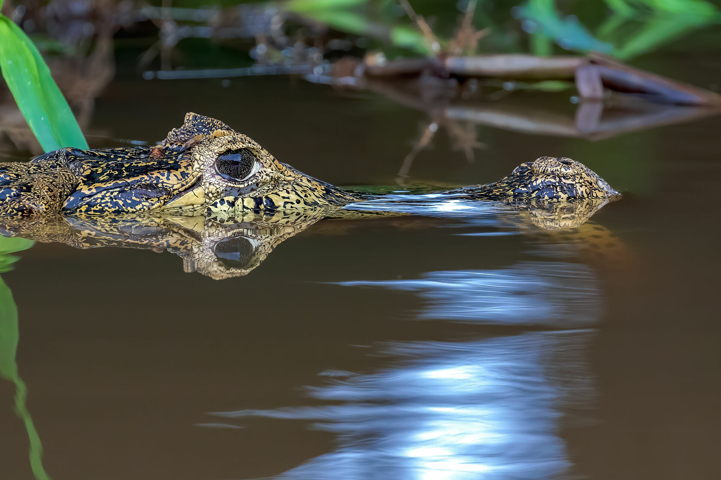 Jacarè con anaconda