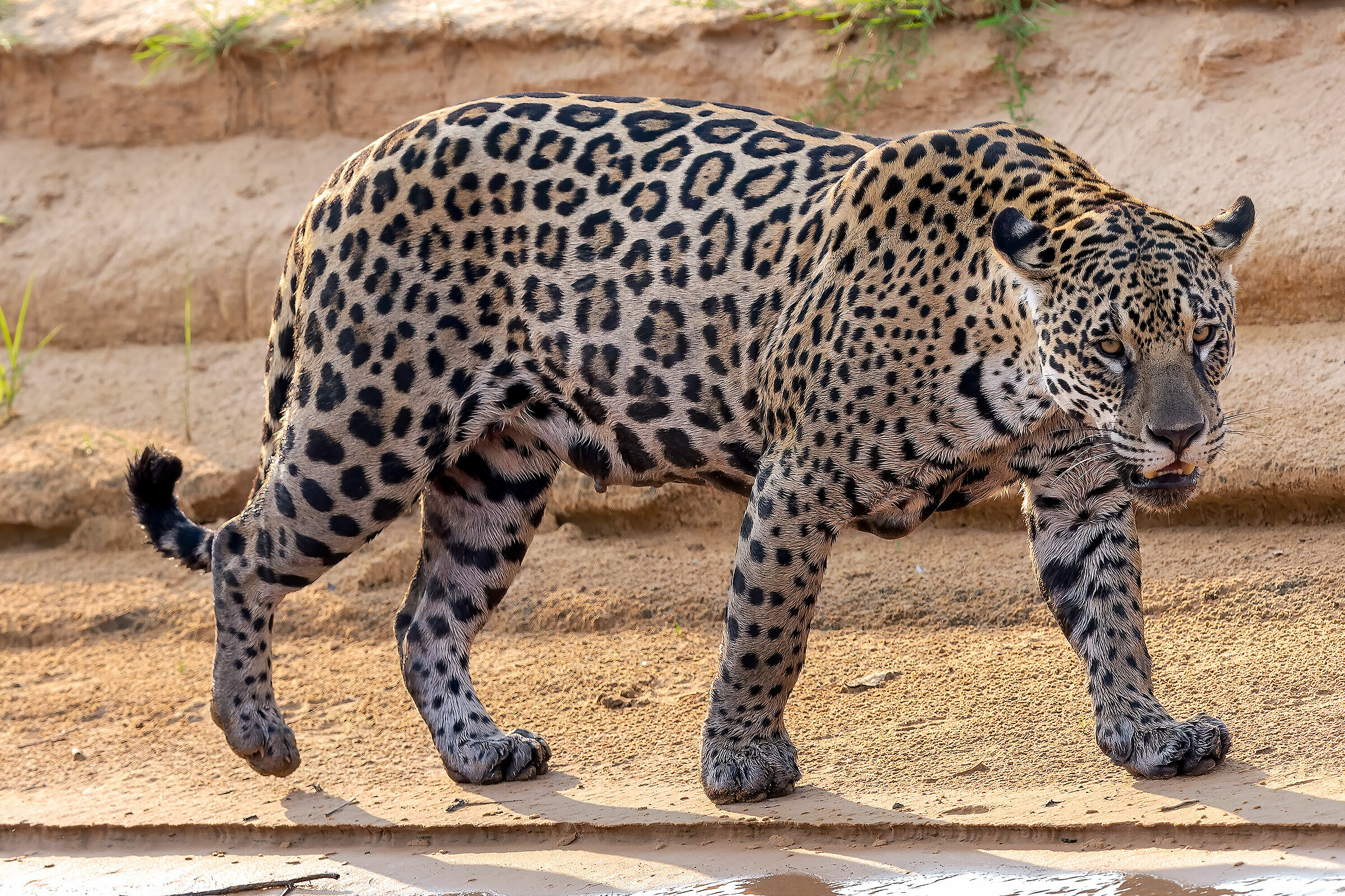 Powerful (Panthera onca)