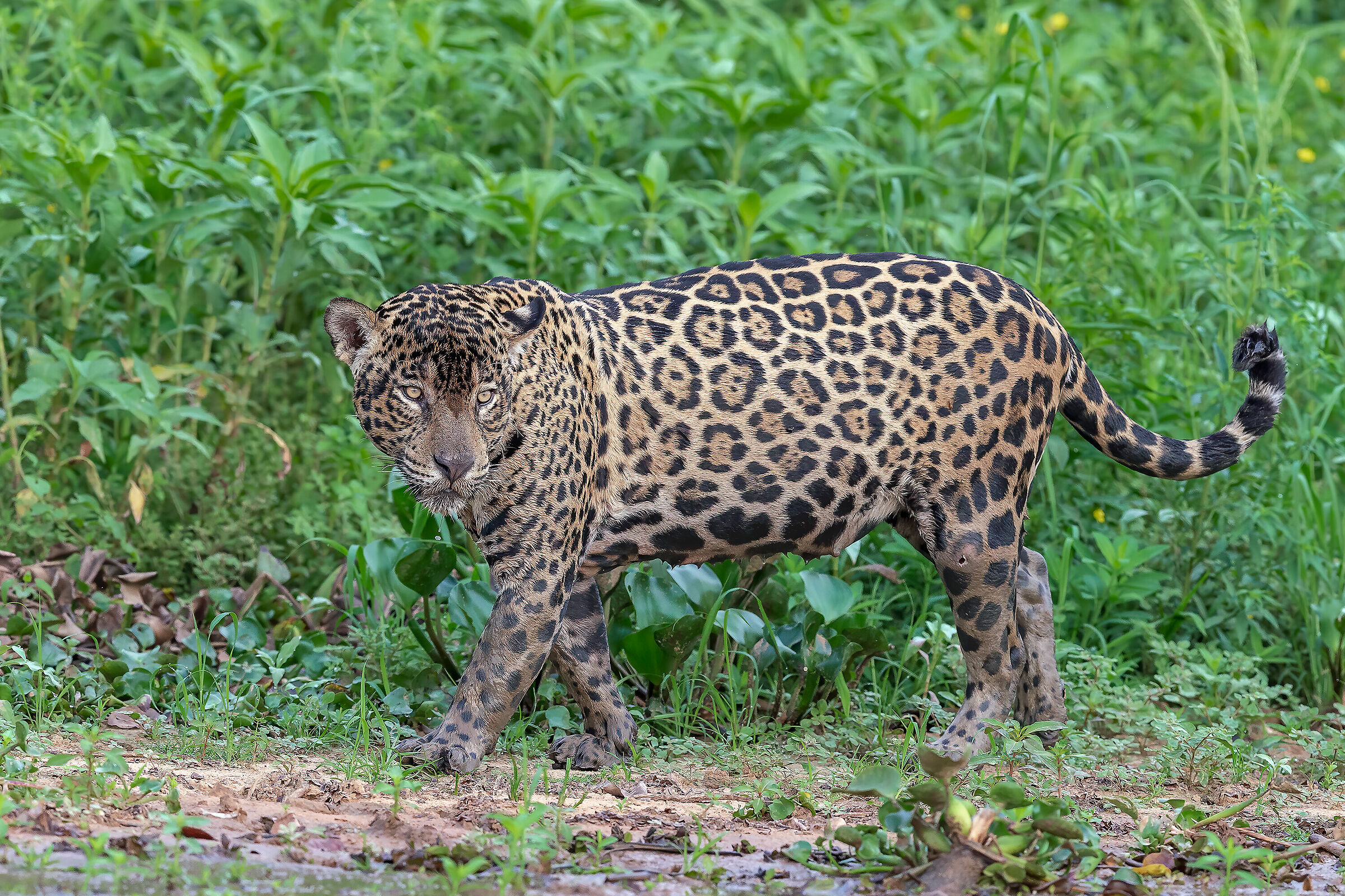 Jaguar on camalotes