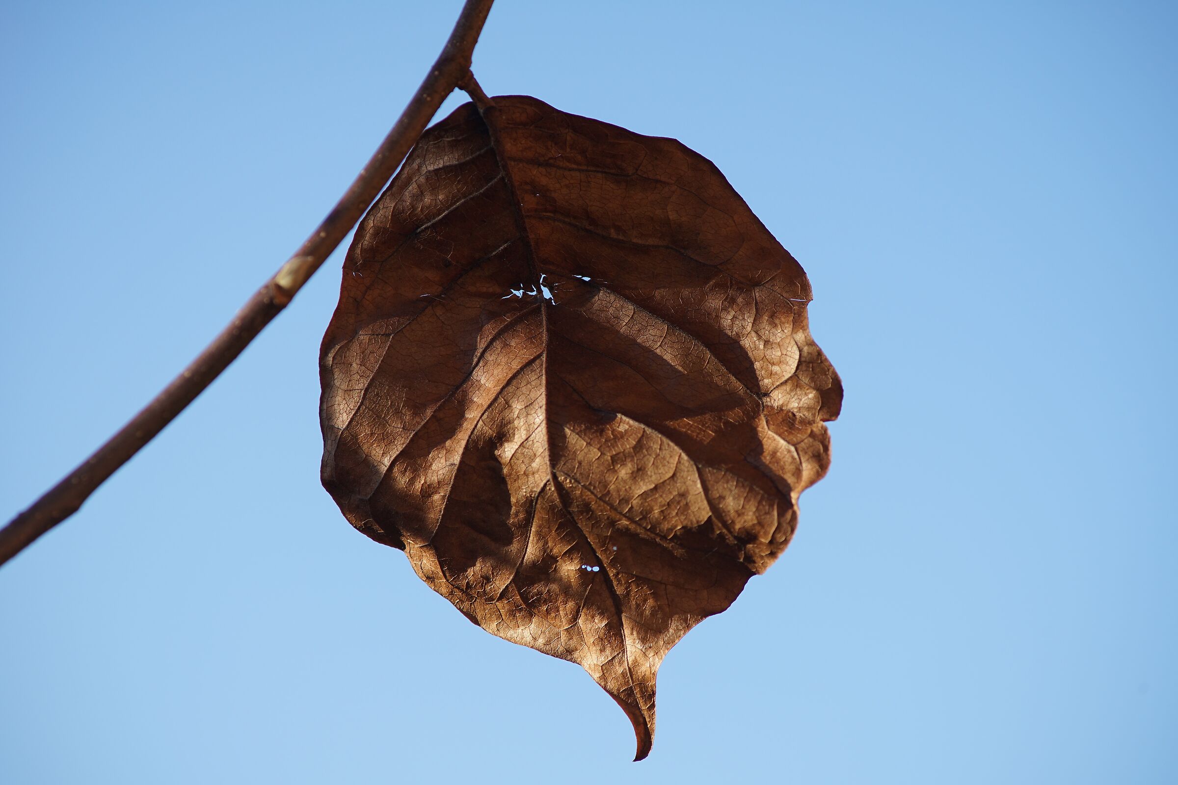 Last survivor on the magnolia