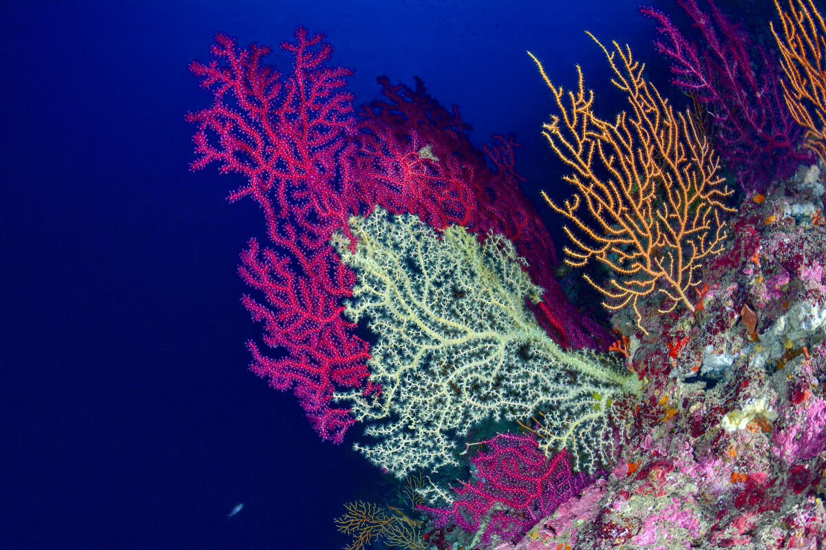 Gorgonie - Praiano  costiera Amalfitana