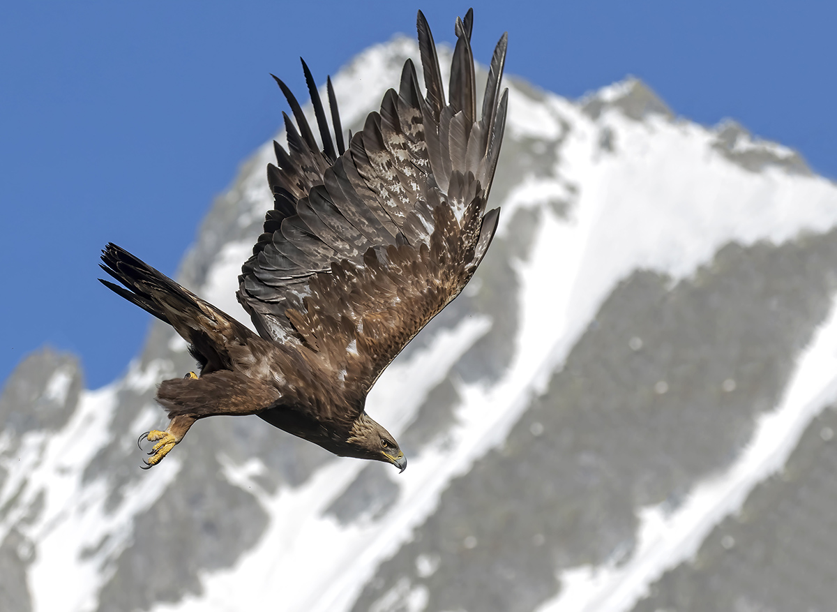 aquila reale -Alpi Italiane-