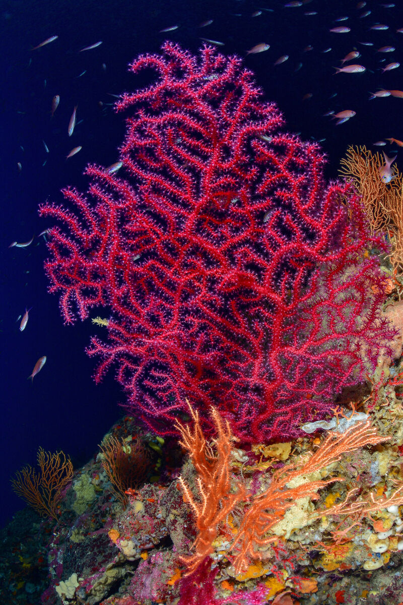 Gorgonie - Praiano  costiera Amalfitana