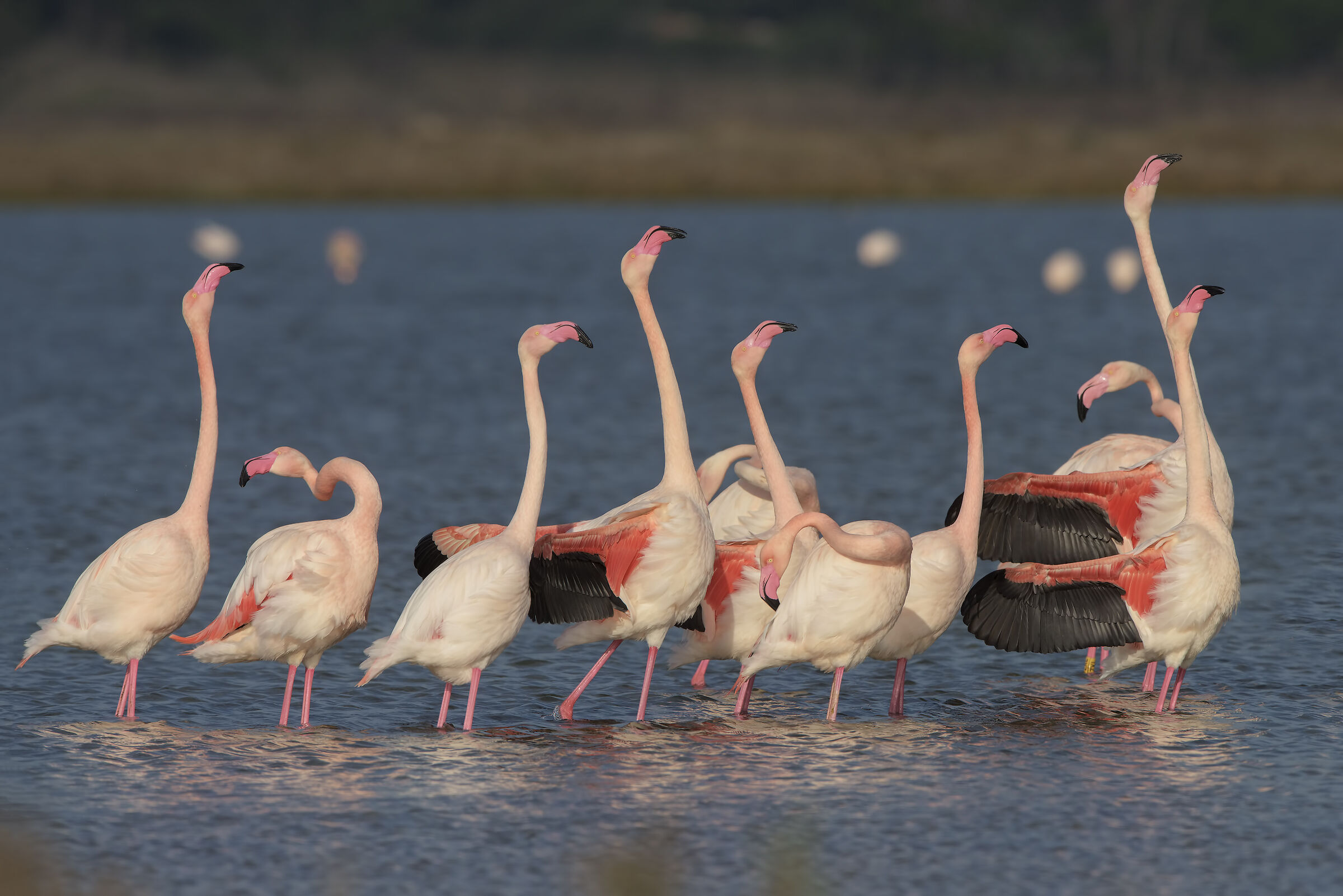 fenicotteri in parata