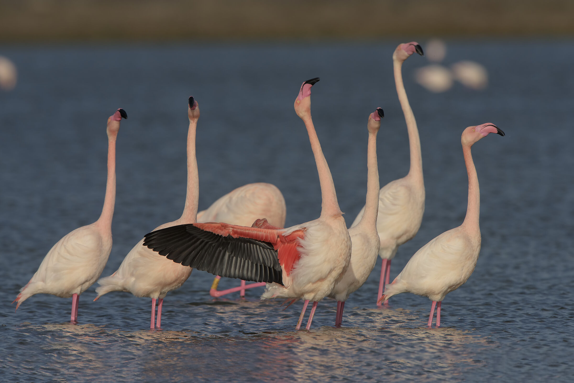 fenicotteri in parata