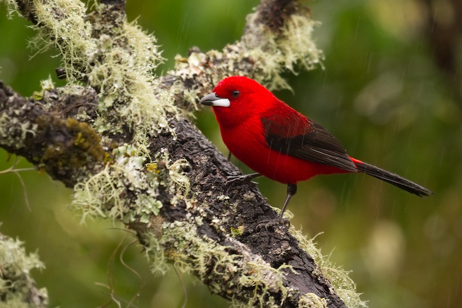 Brazilian Tanager
