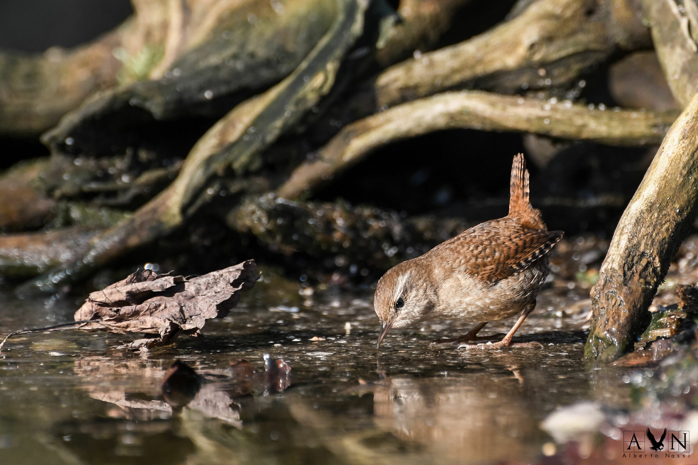 the wren in the early hours of the morning