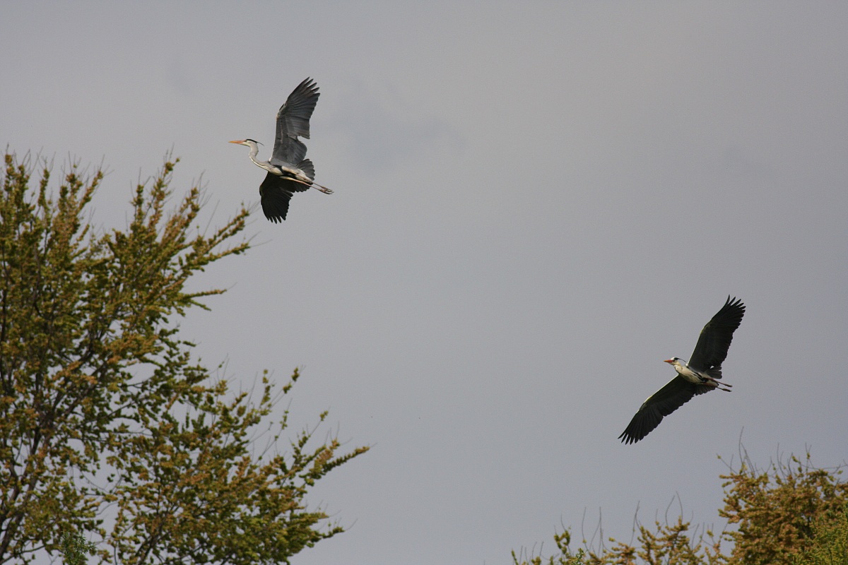 coppia di aironi in volo