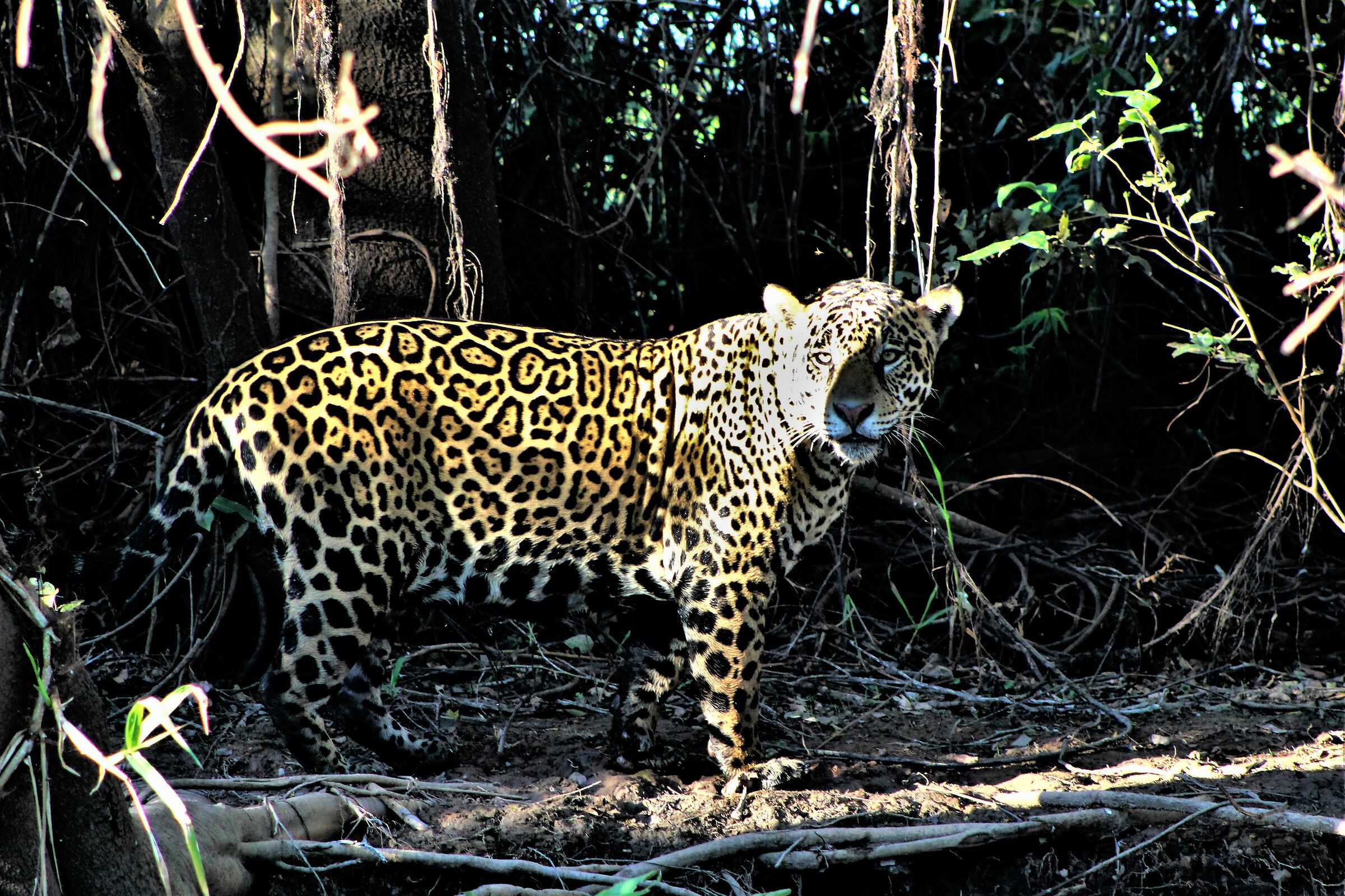 Into the dark giaguaro baciato dal sole del tramonto