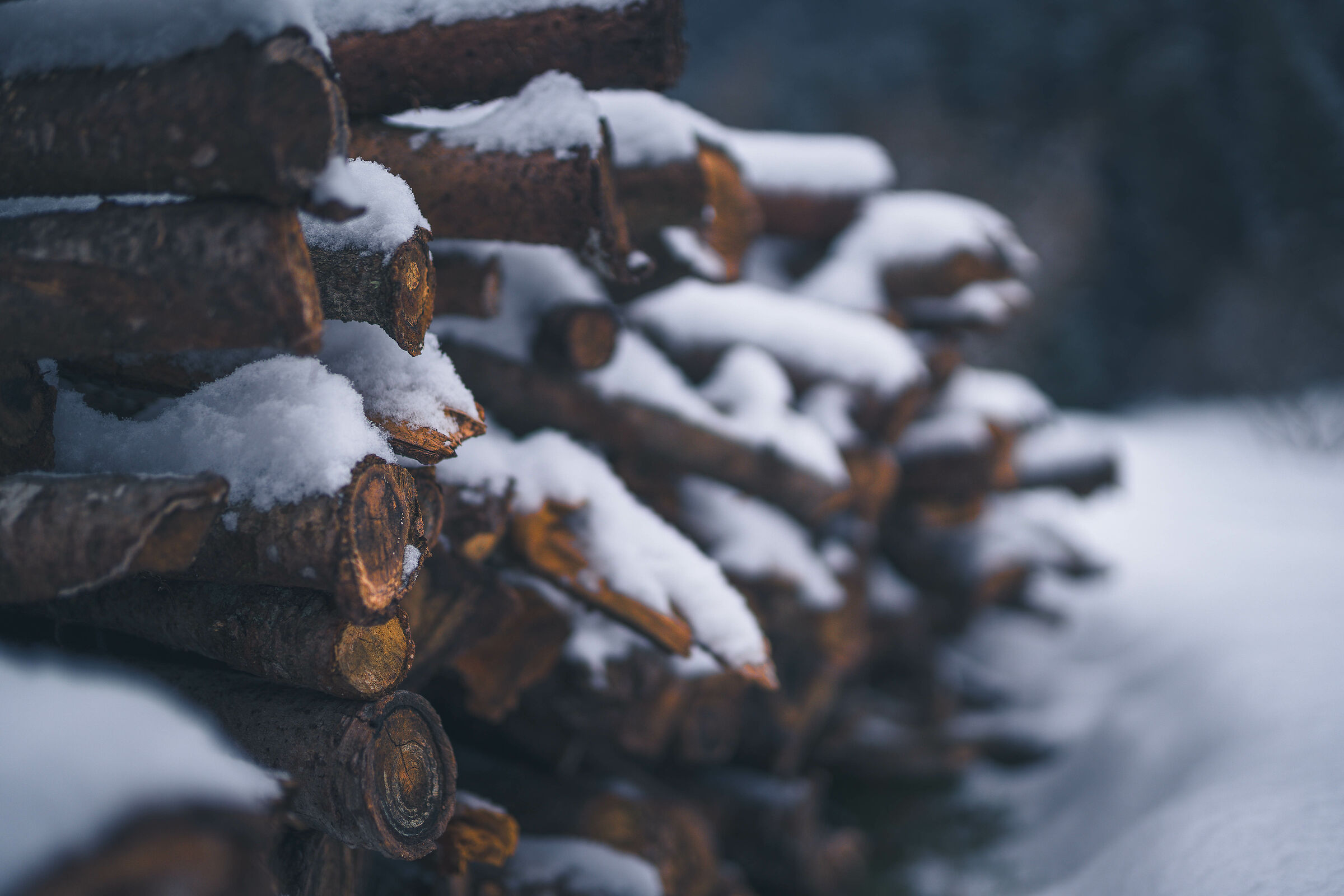 Every wood has its own worm.