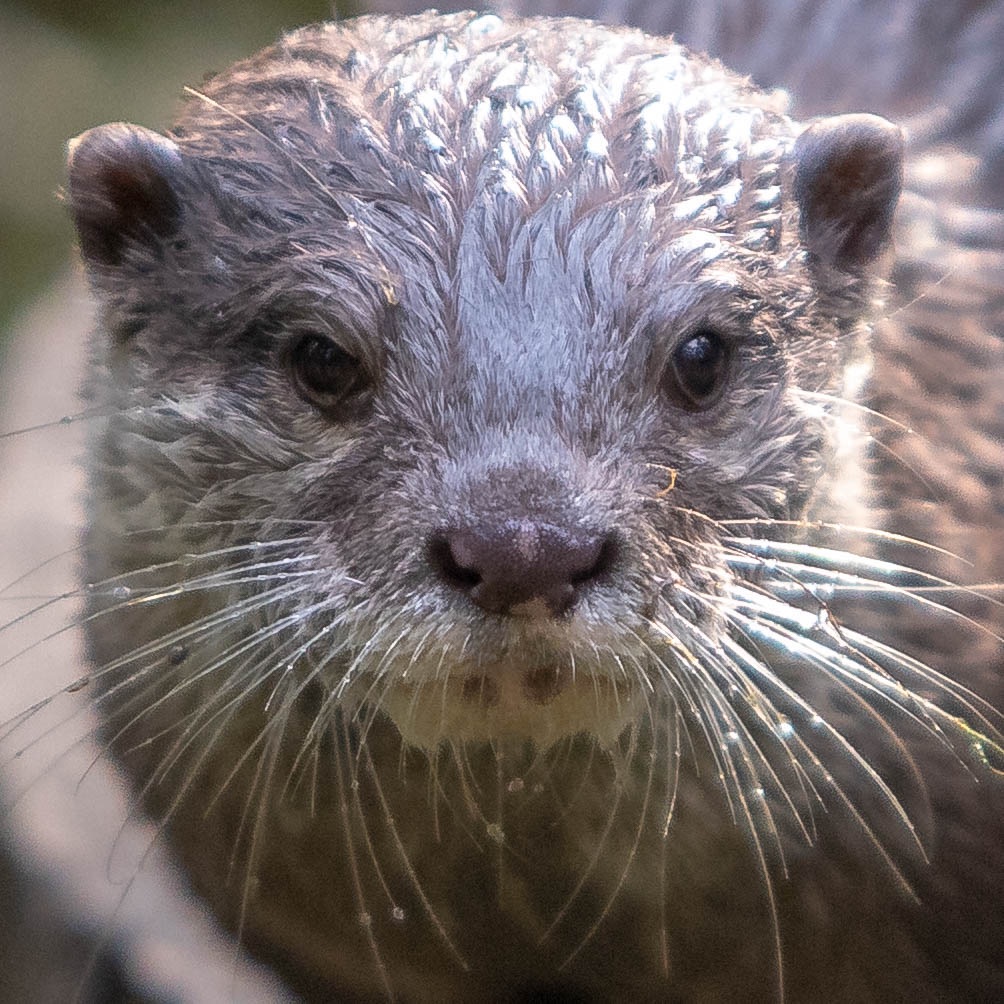 Otter