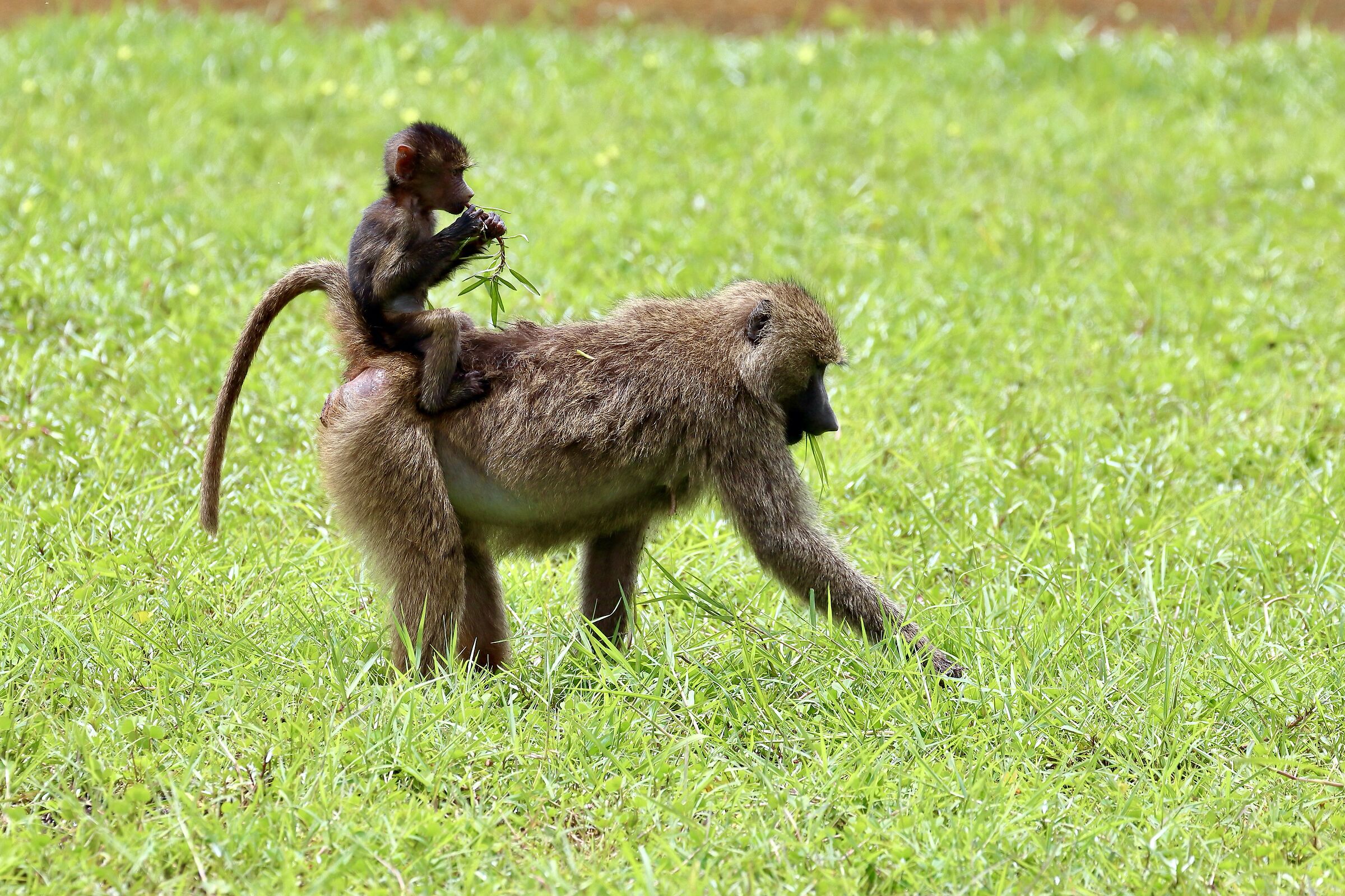 Walking with Mom