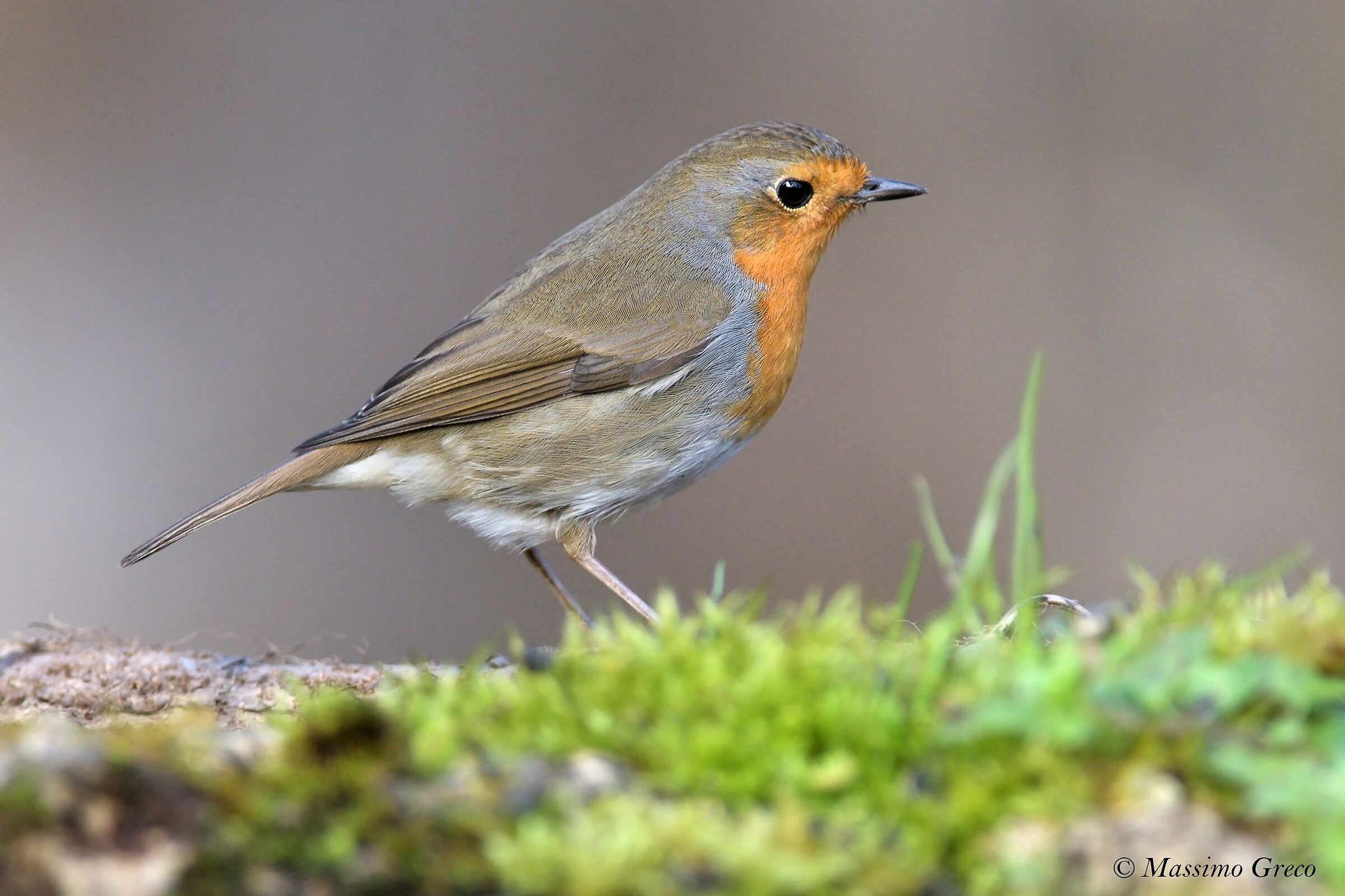 Robin (Erithacus rubecula)