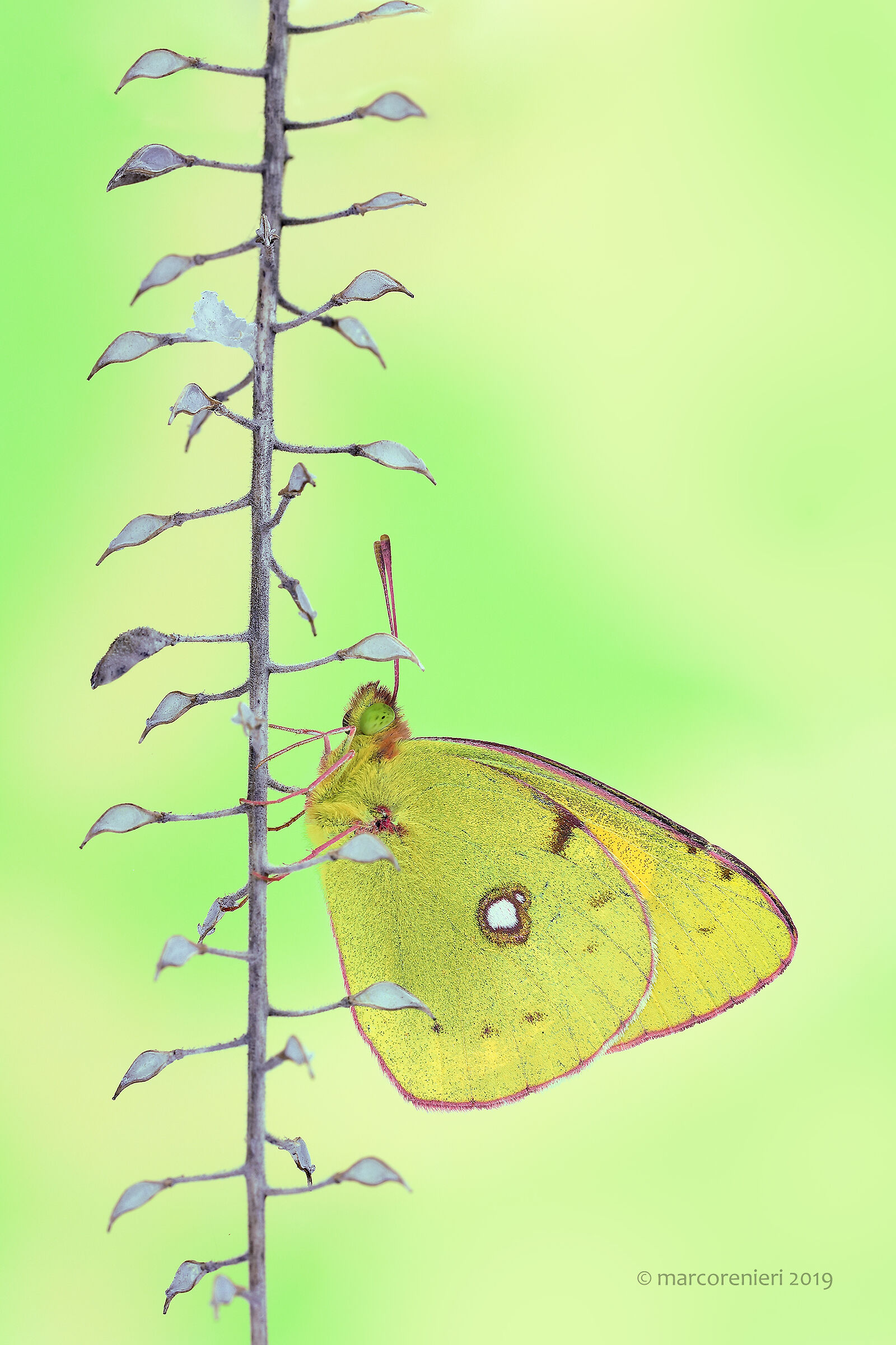 Colias