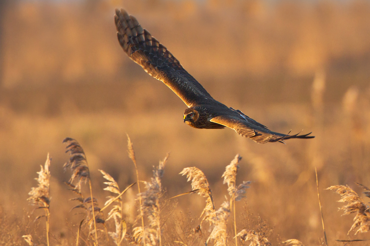 Ultime cacciate prima della notte