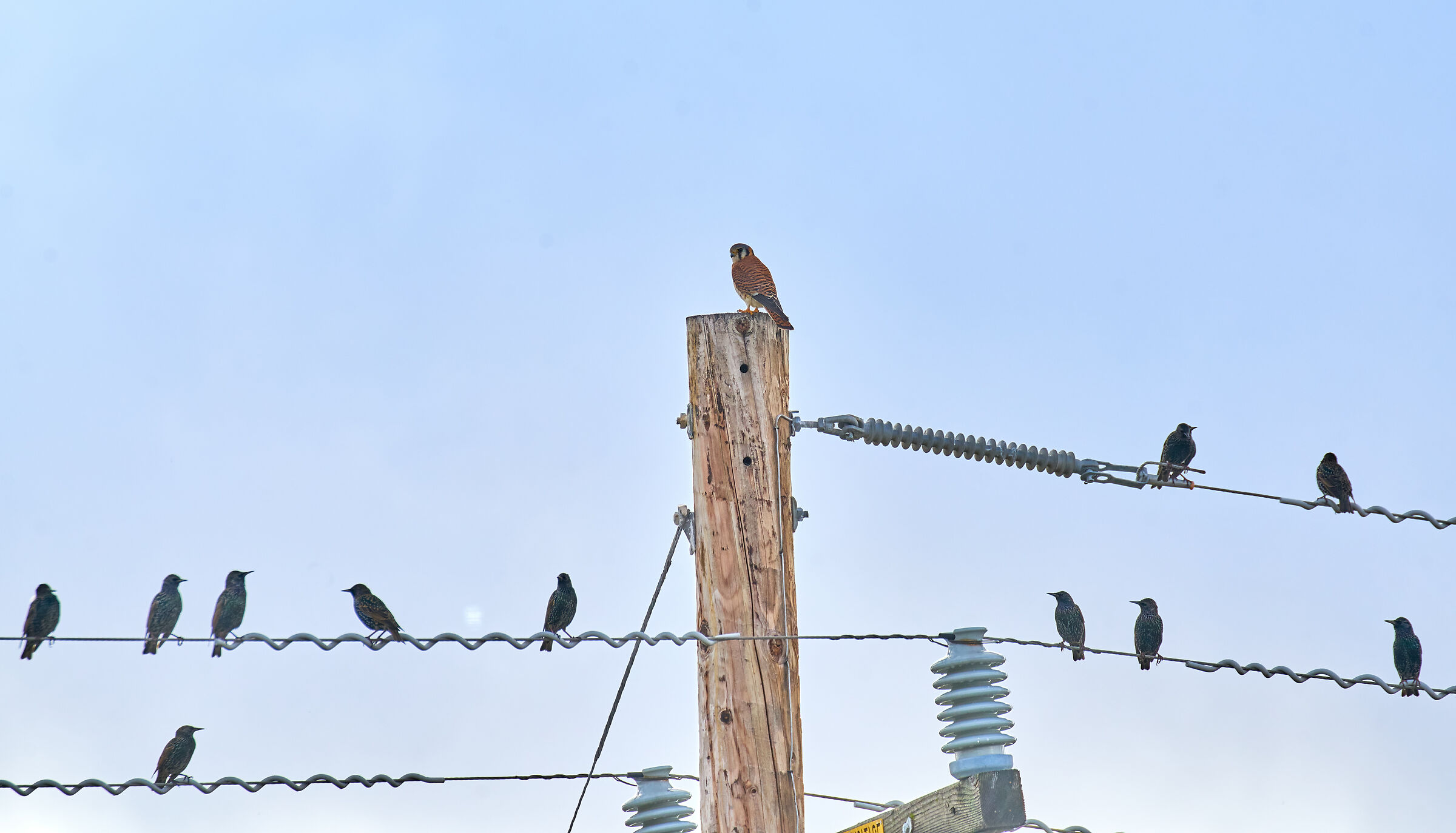 Chi suonerà queste note?