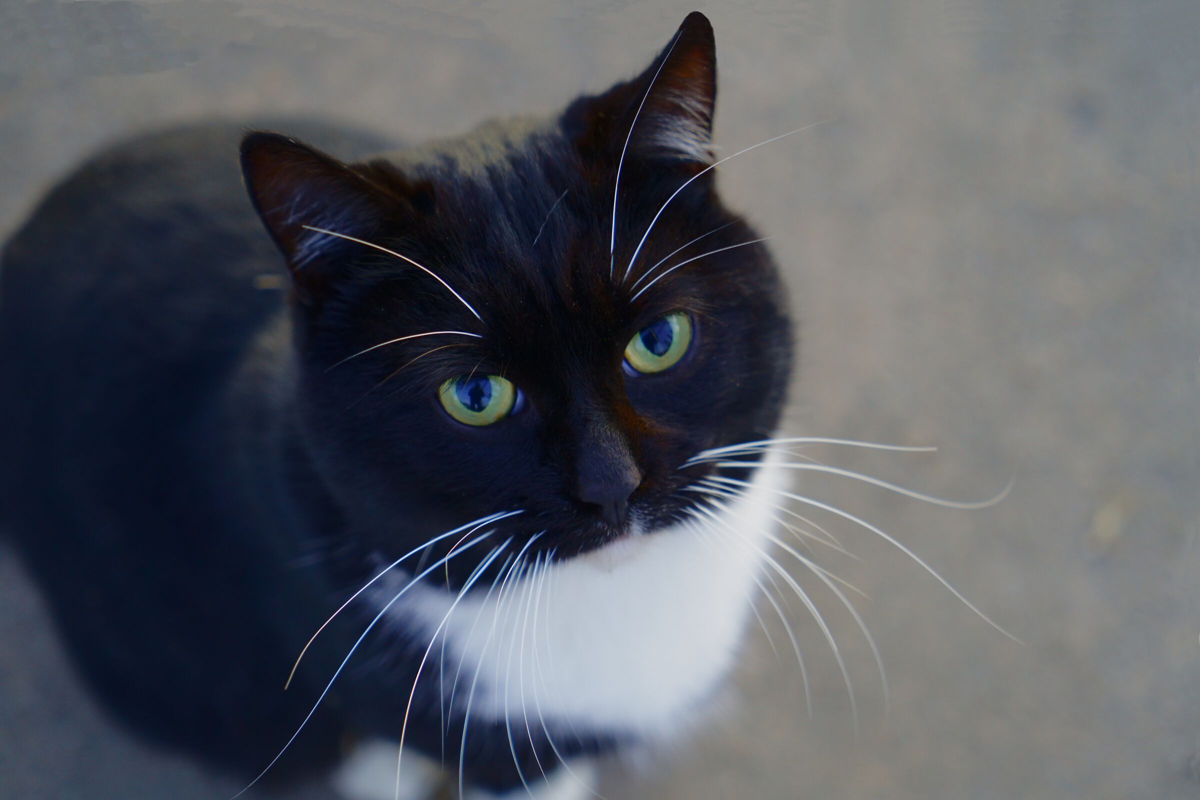 norvegese dei.... tralicci