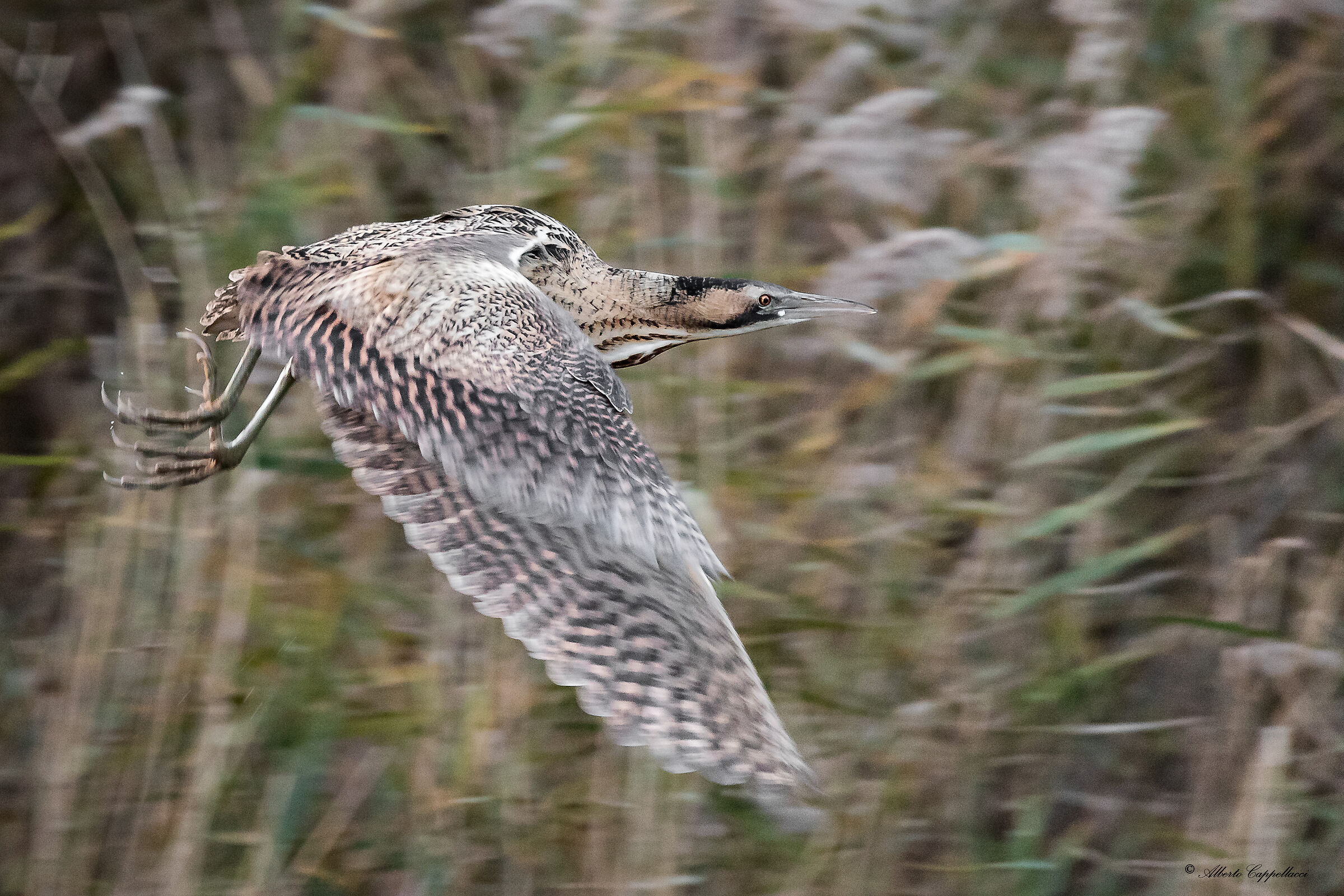 Bittern