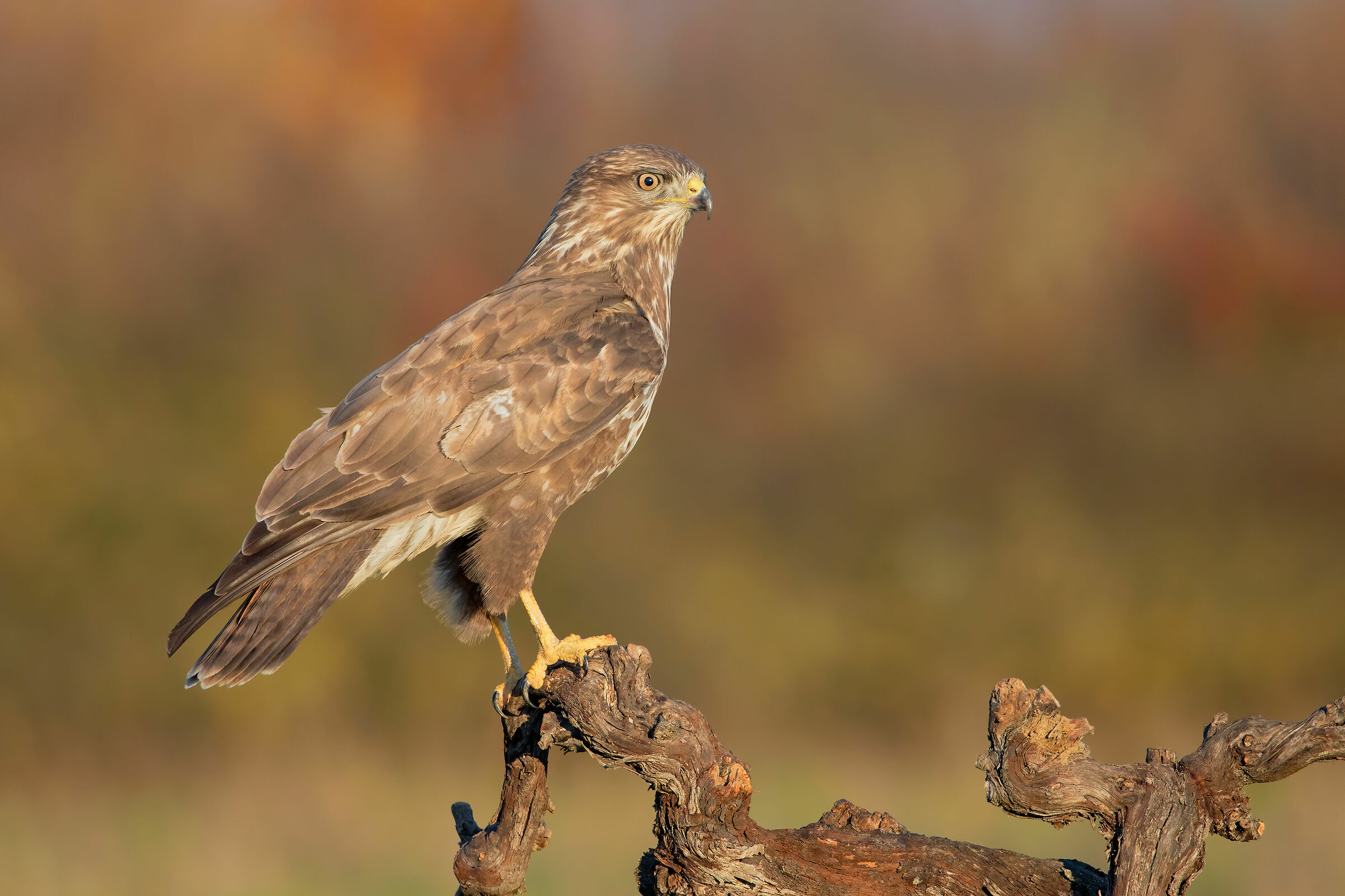 L'involontario test !!! (Bianchina)