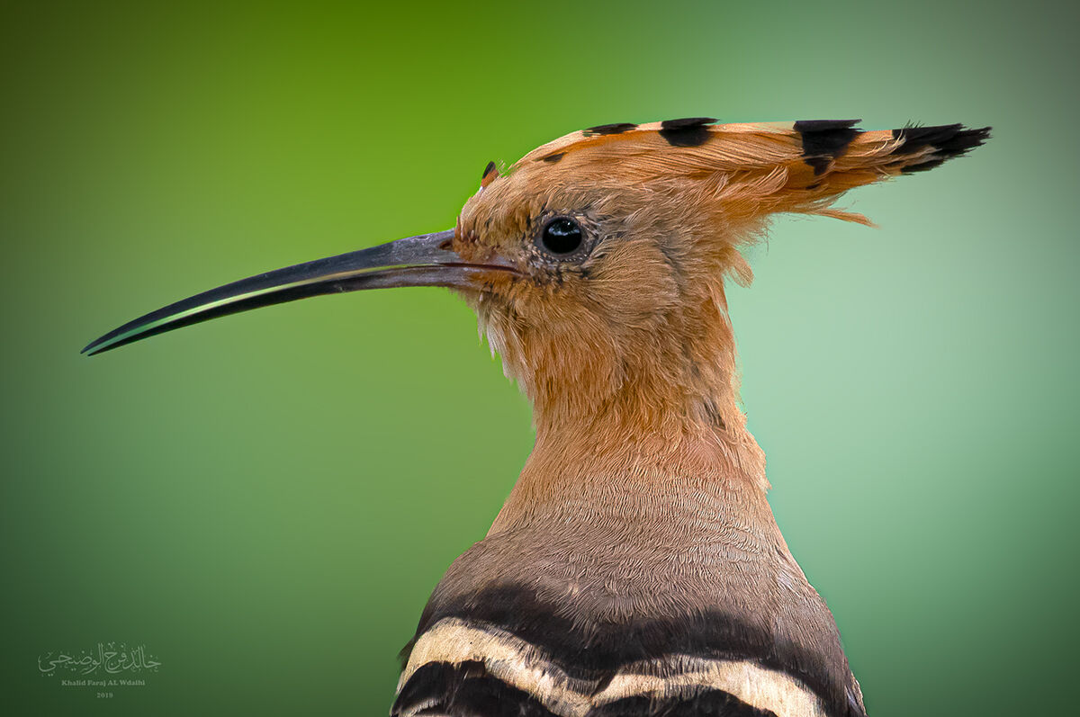 Upupa