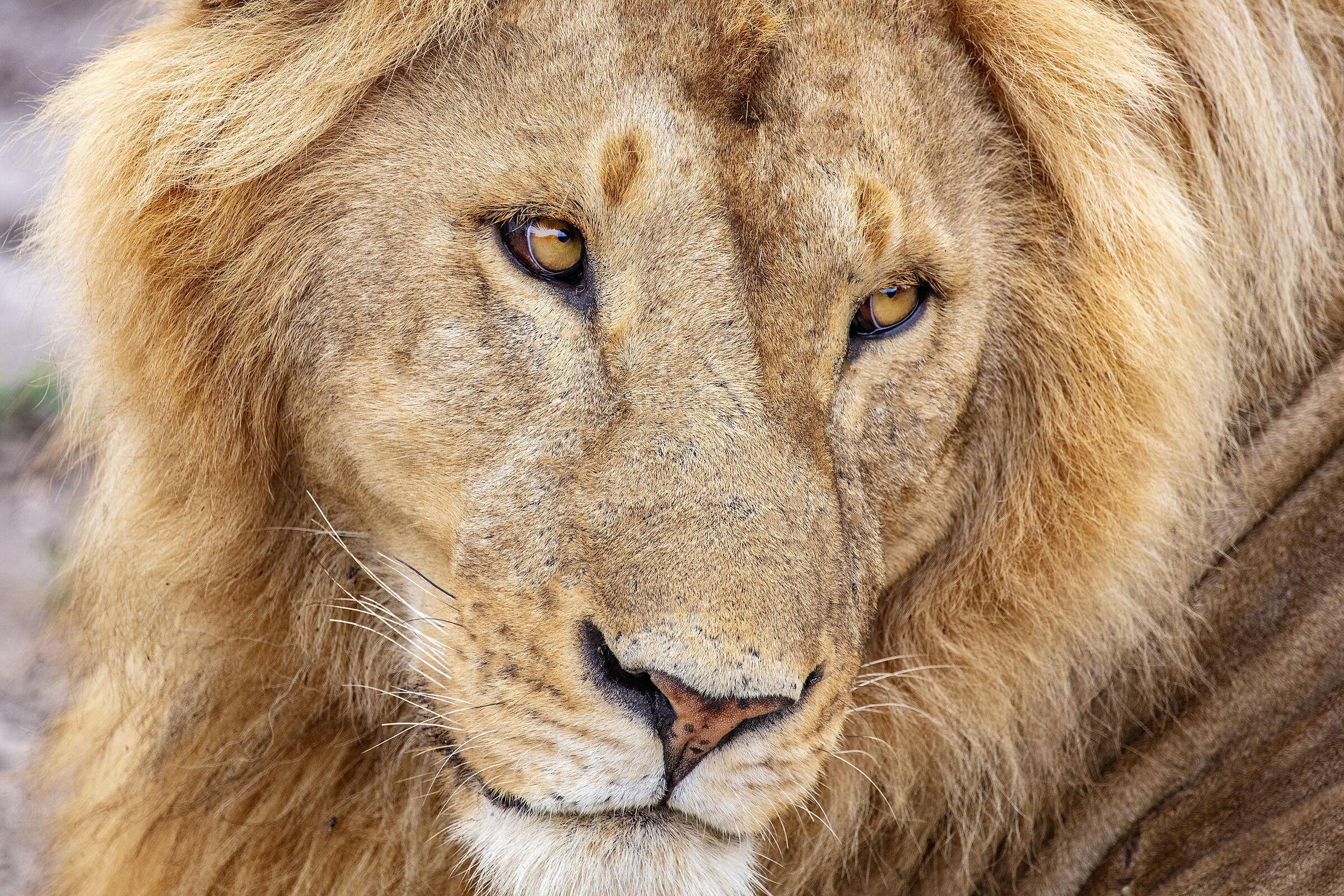 Don't bother the King