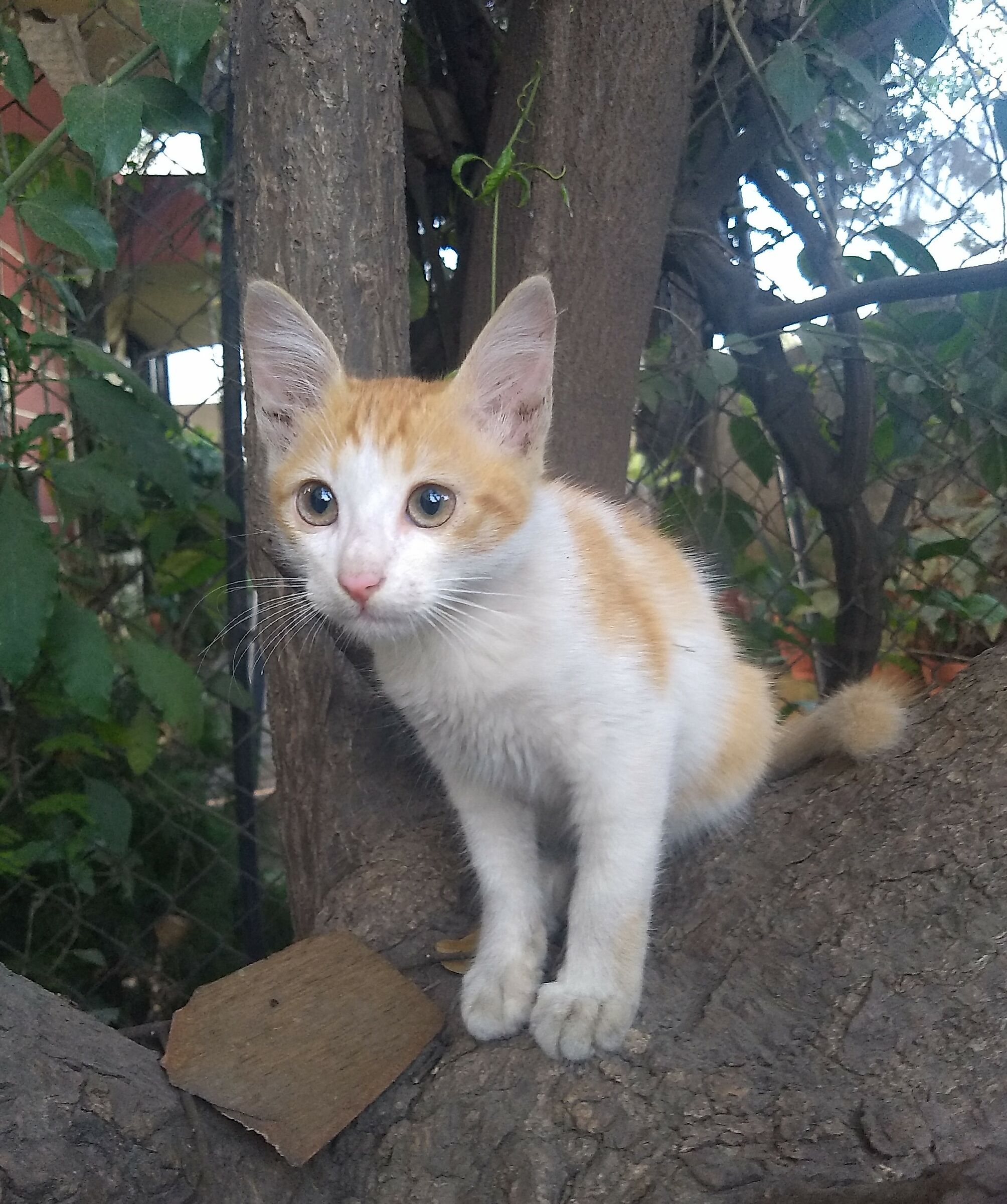 Il mio nuovo gatto 2