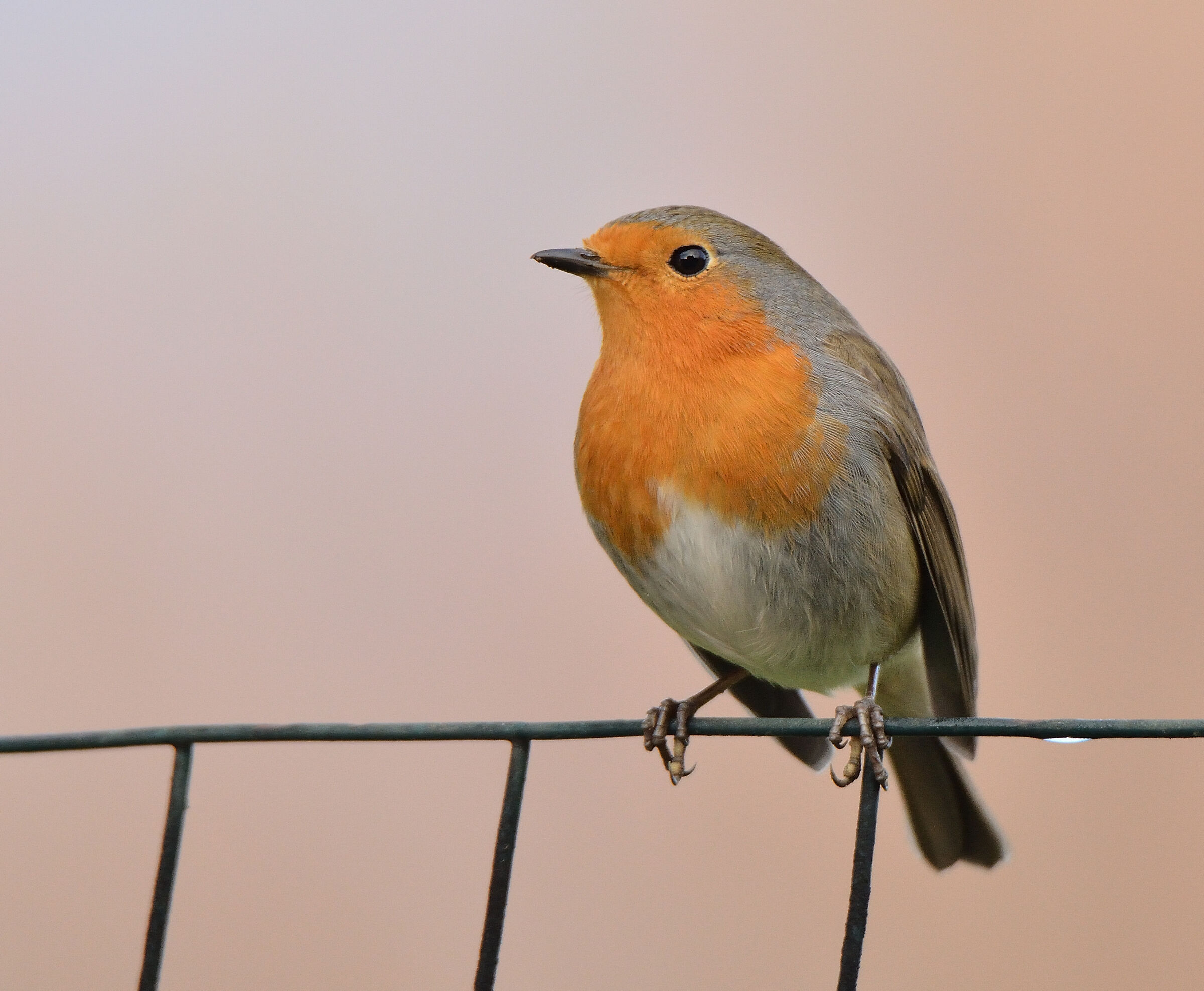 Robin