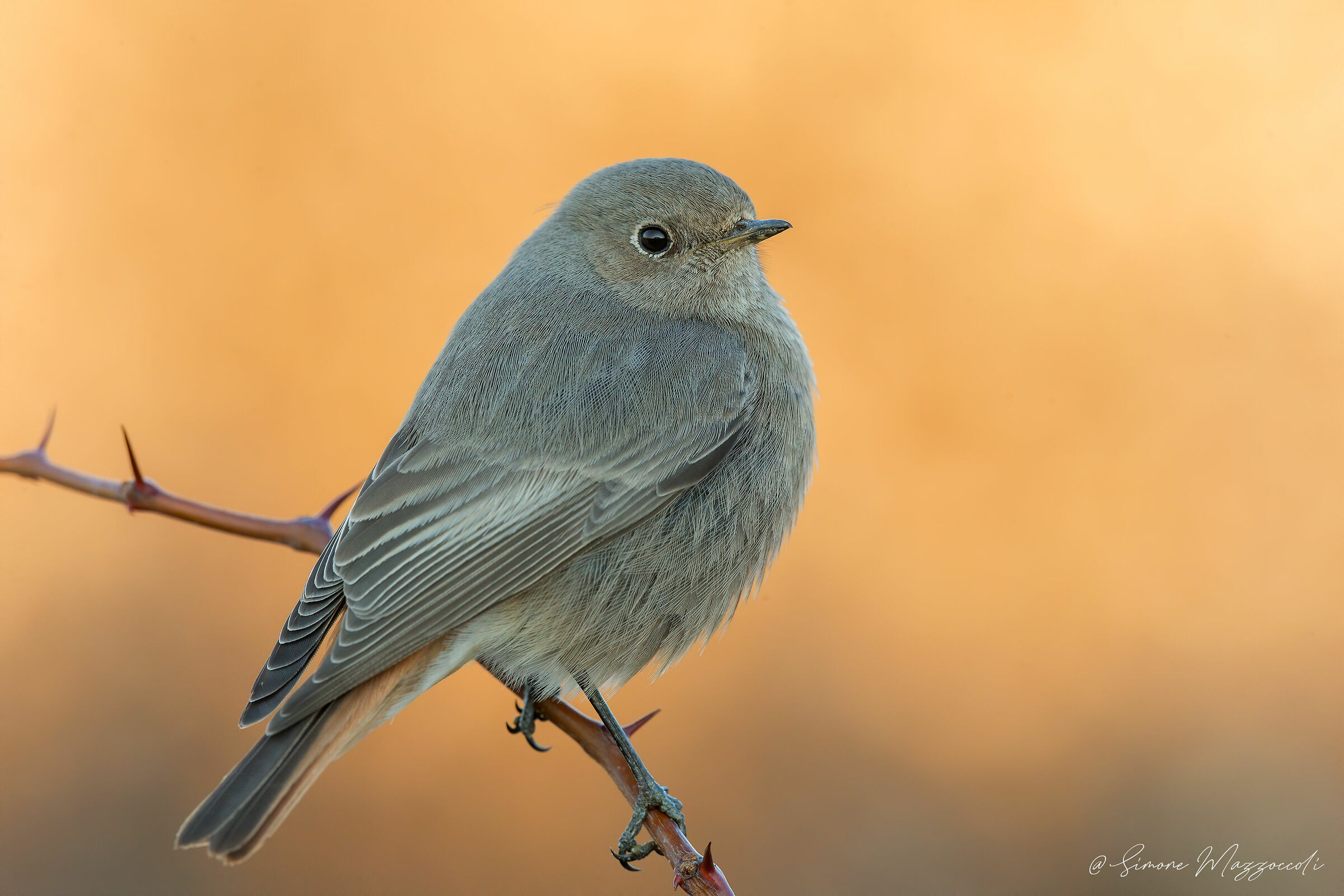 Red chimney sweep f.