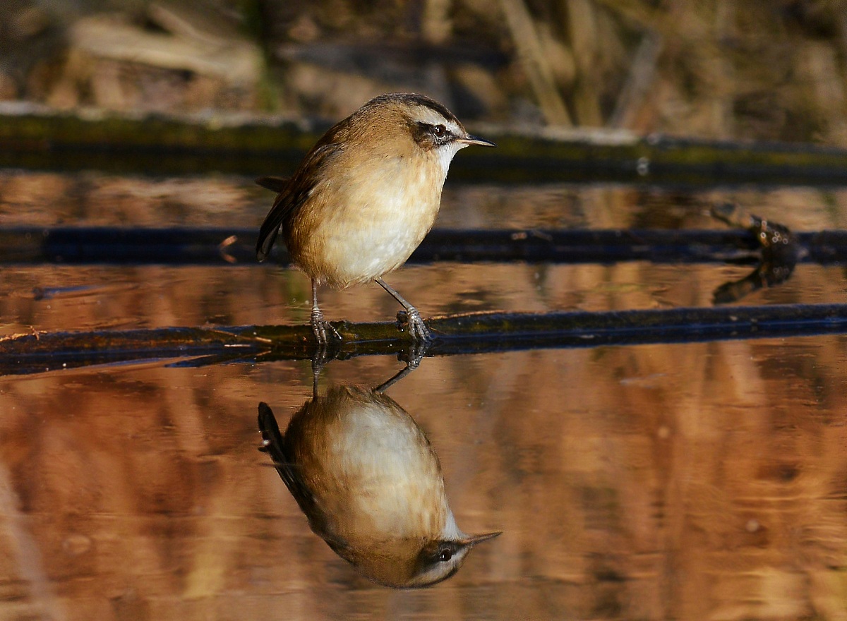 moustached warbler