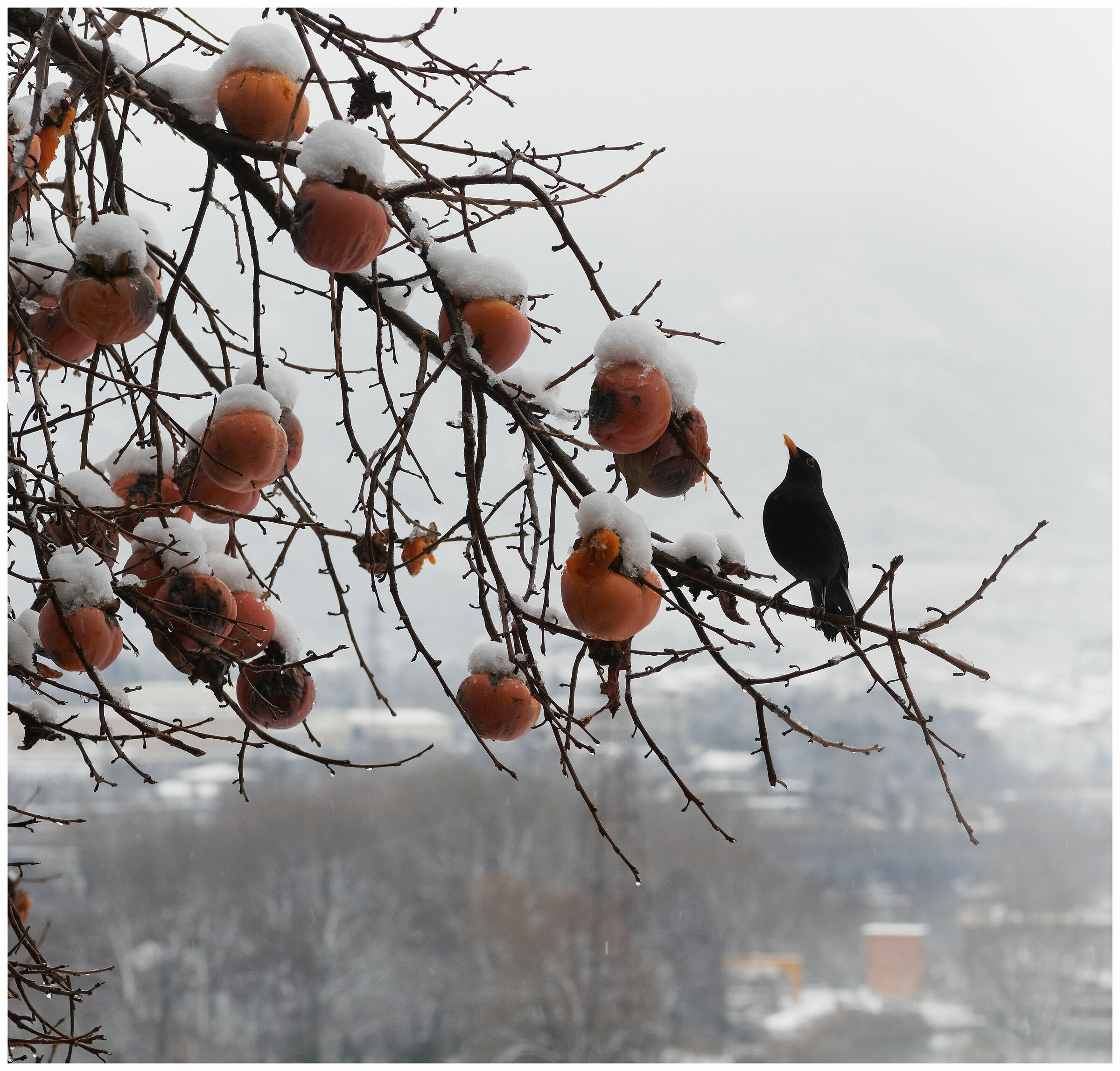 arriva l'inverno