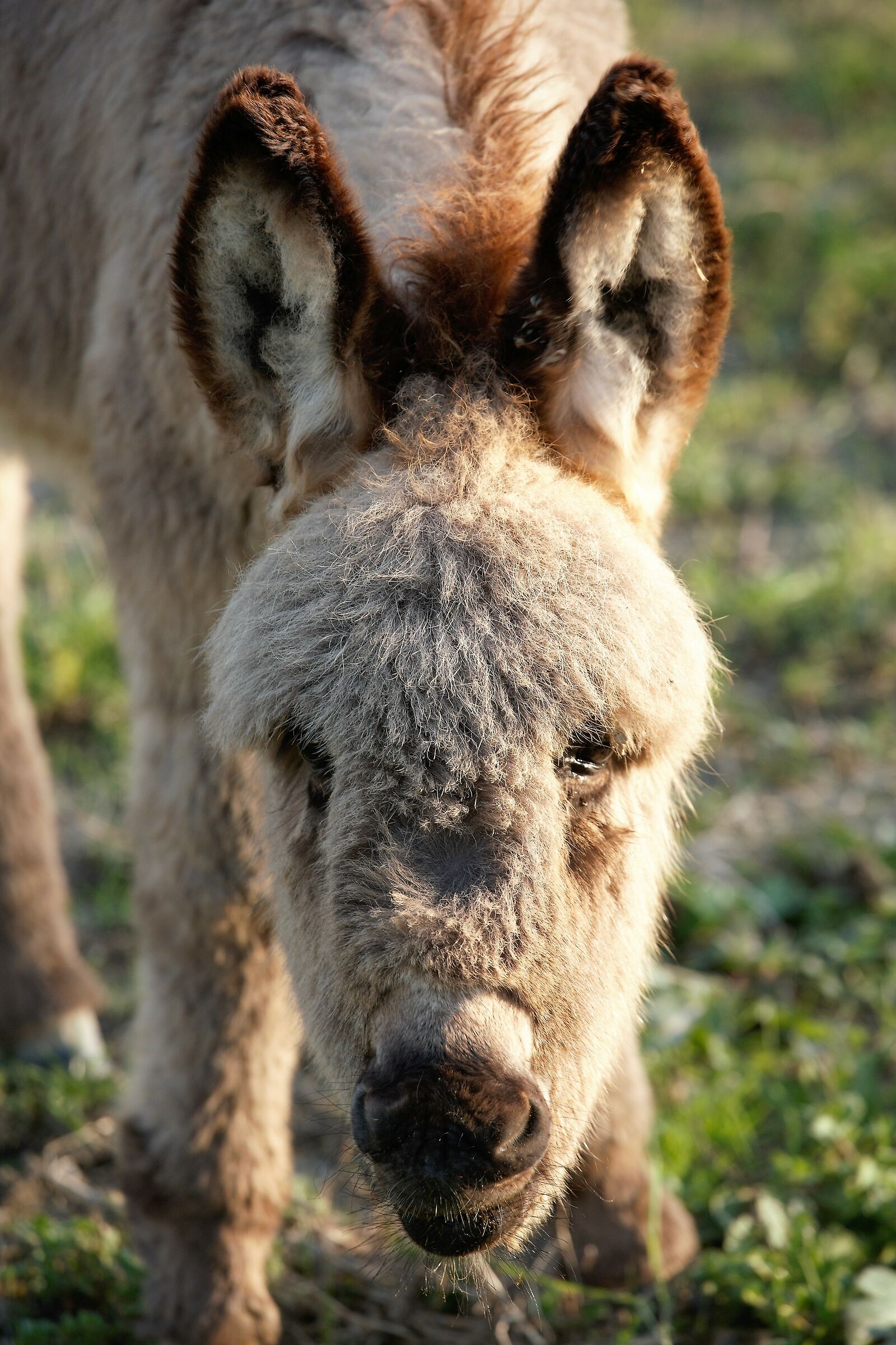 Asinello di tre mesi.