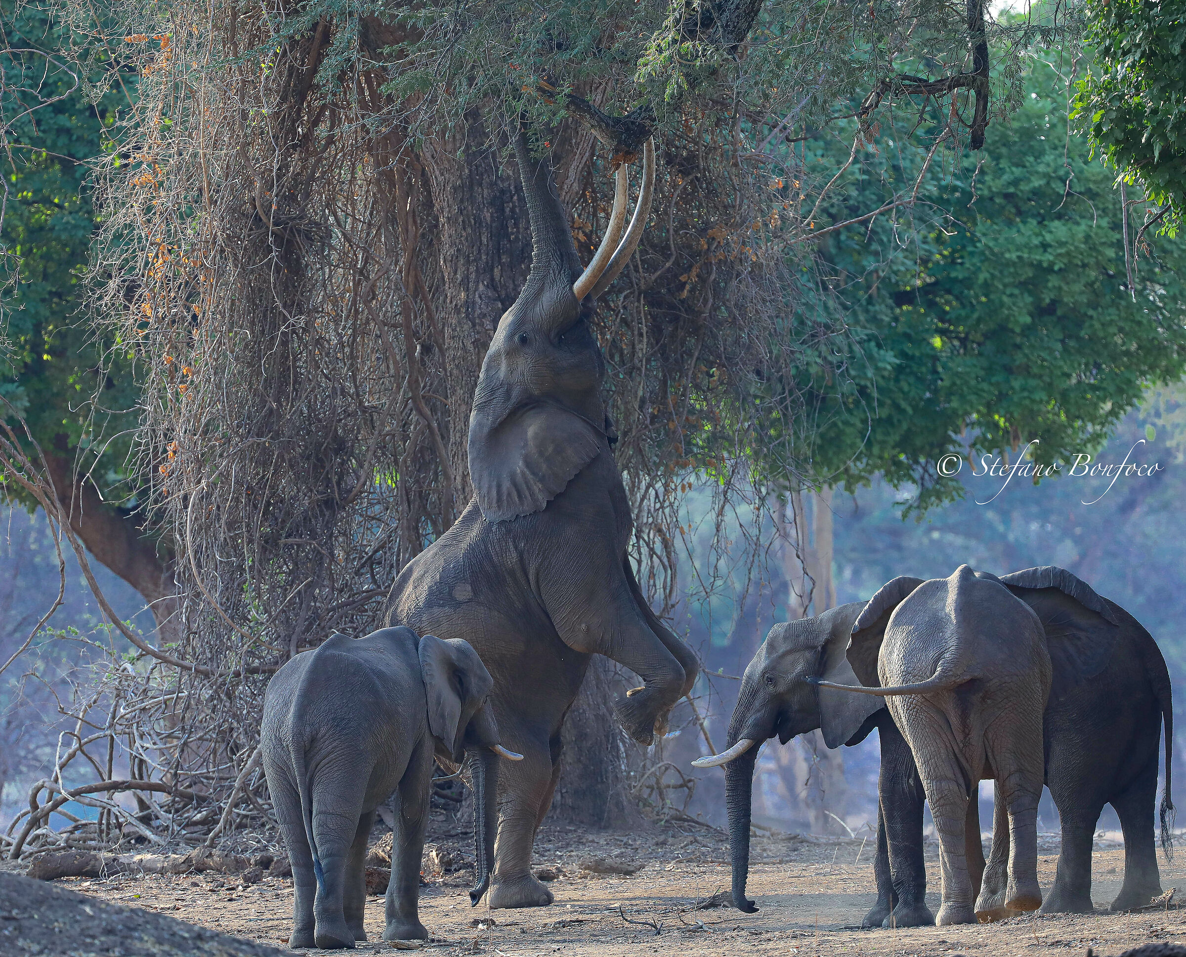 La Foresta Blu e gli Elefanti di Mana
