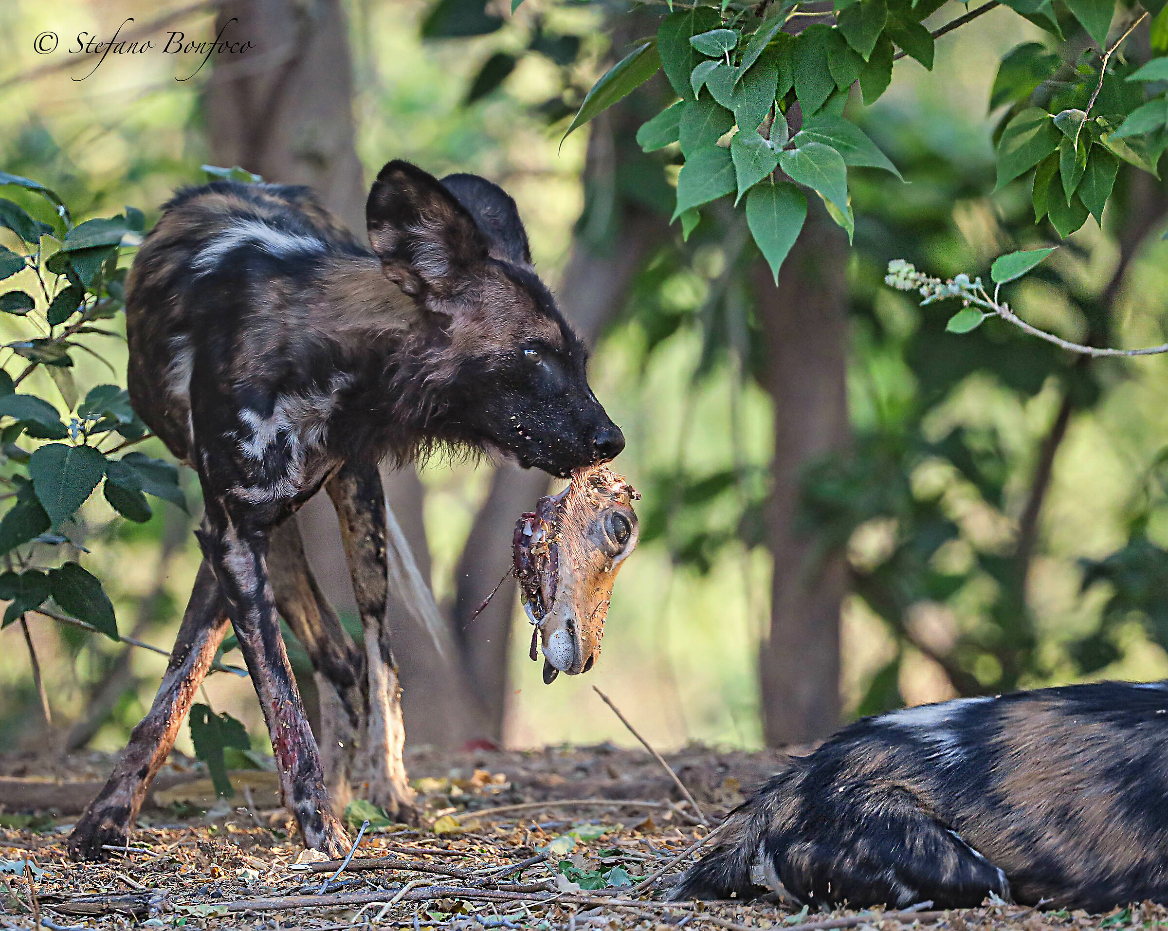 African Wild Dog (Lycaon pictus)