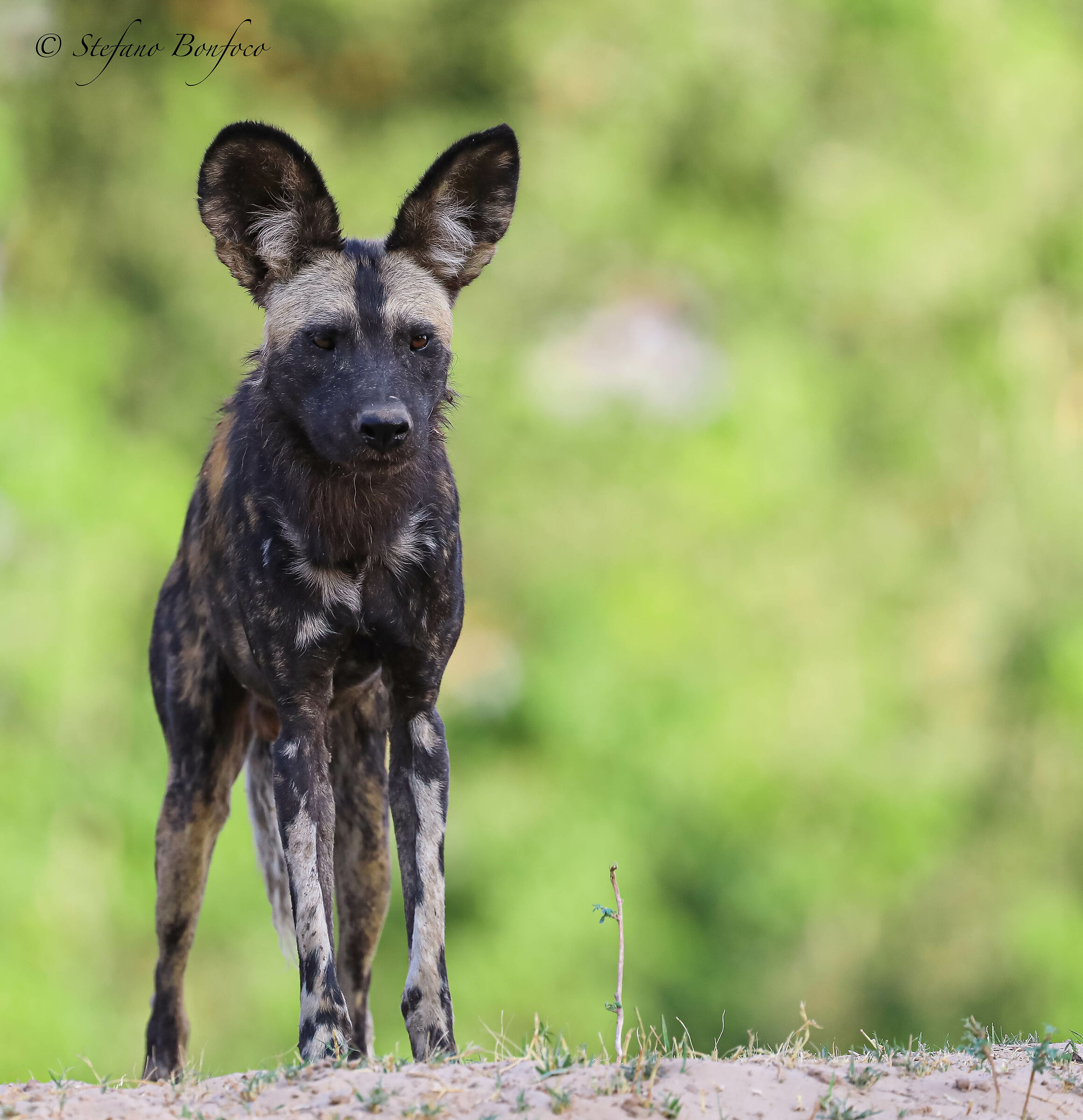 African Wild Dog (Lycaon pictus)