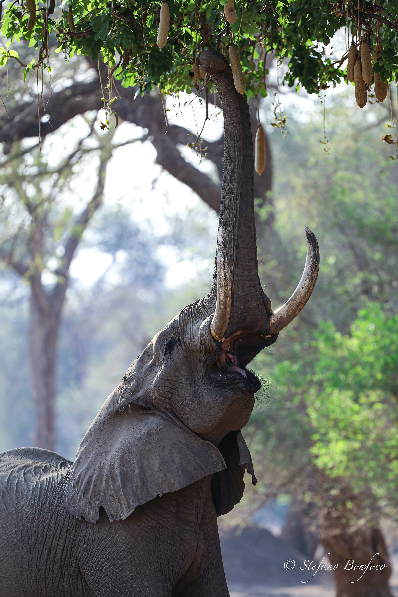Mana Pools National Park