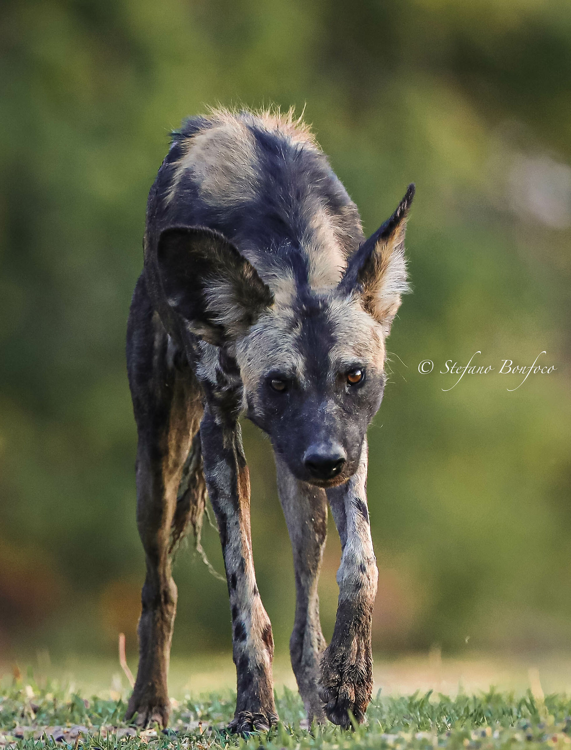 African Wild Dog (Lycaon pictus)