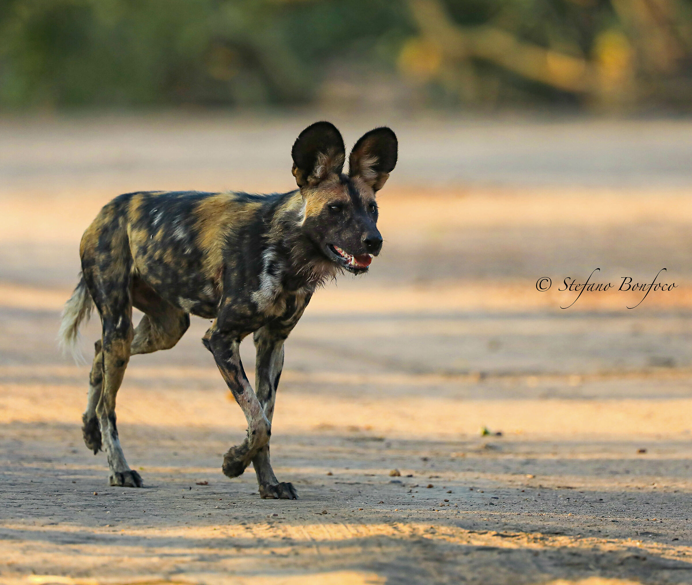 African Wild Dog (Lycaon pictus)