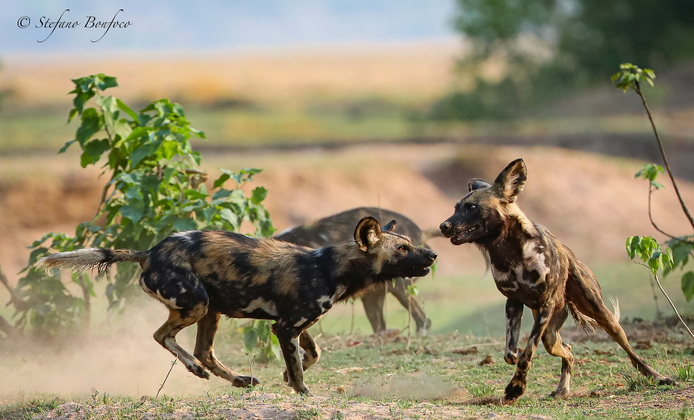 African Wild Dogs (Lycaon pictus)