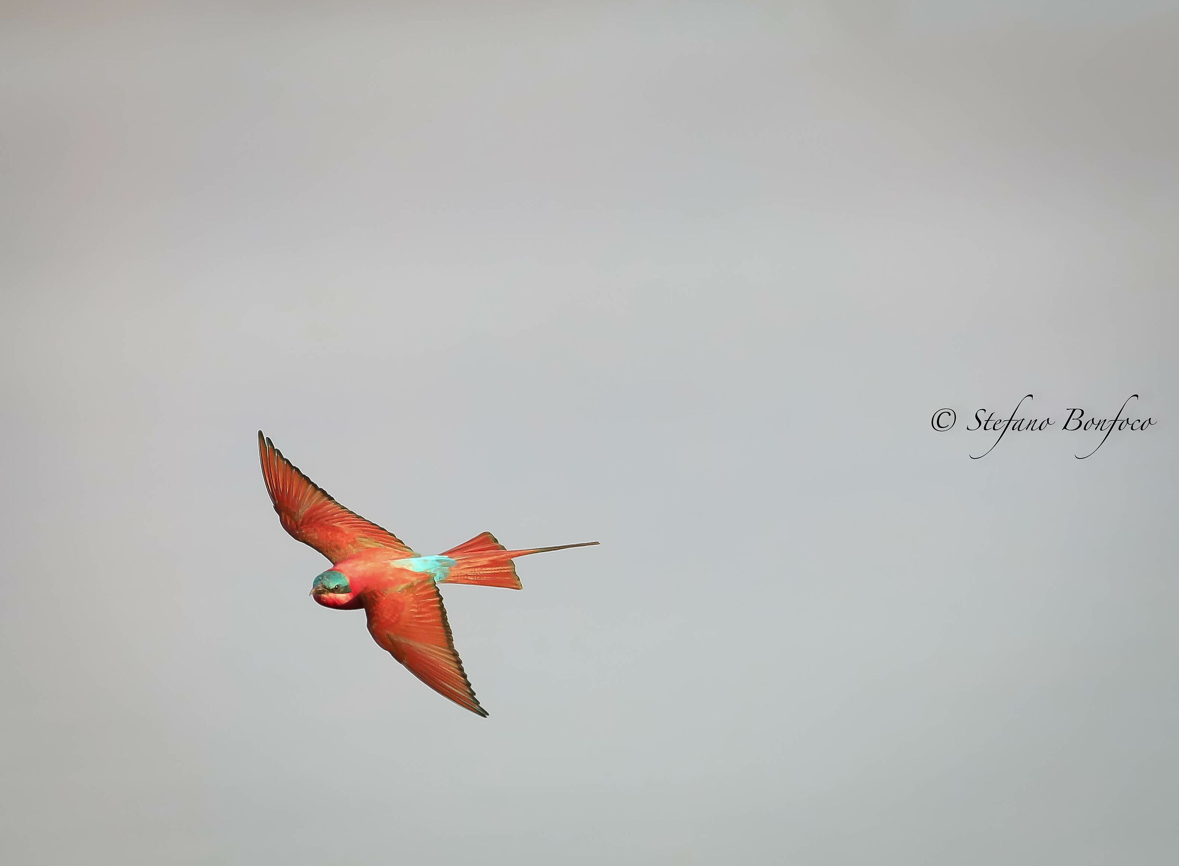 Southern carmine Bee-eater (Merops nubicoides)