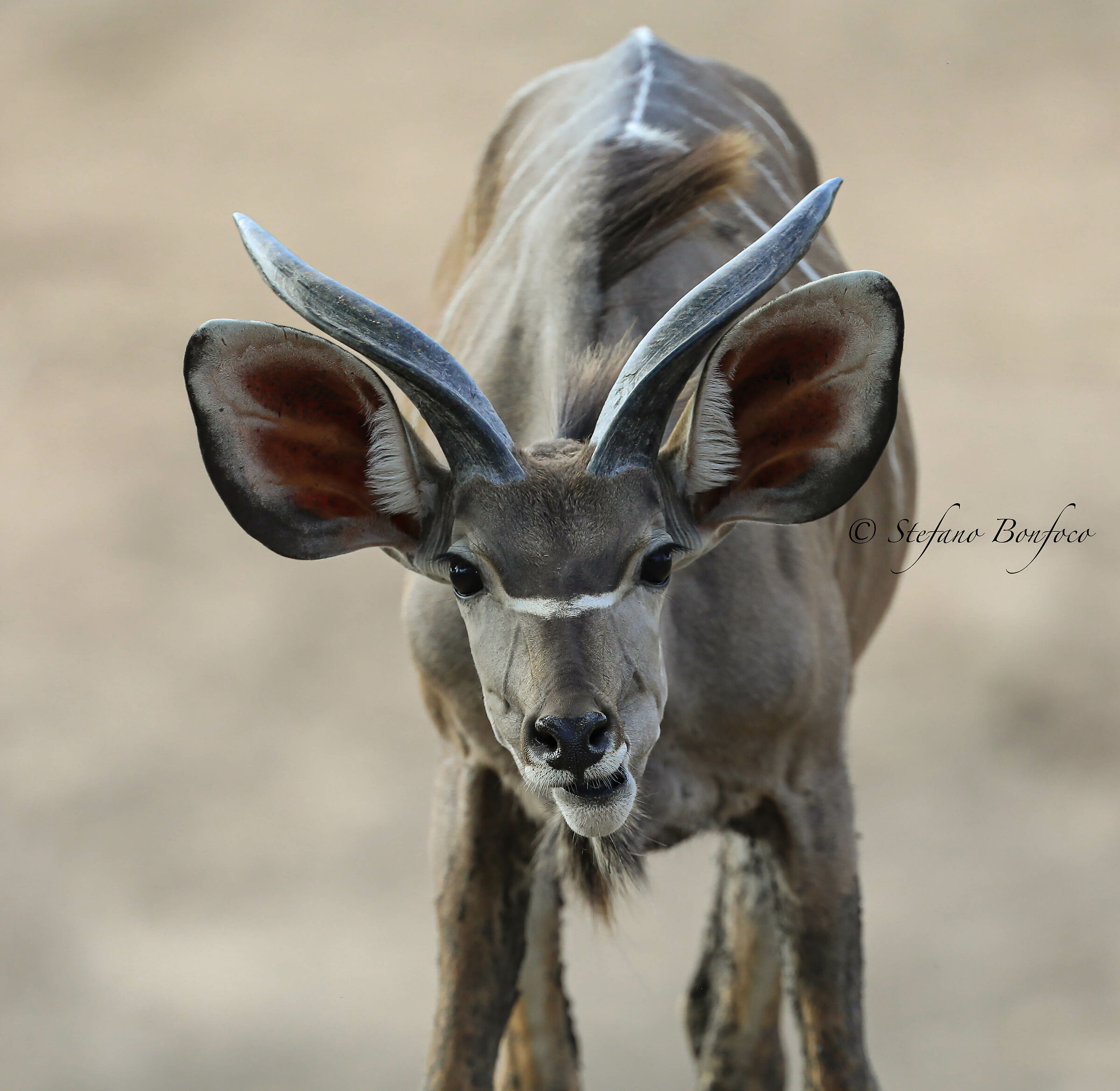 Kudu (Tragelaphus strepsiceros)