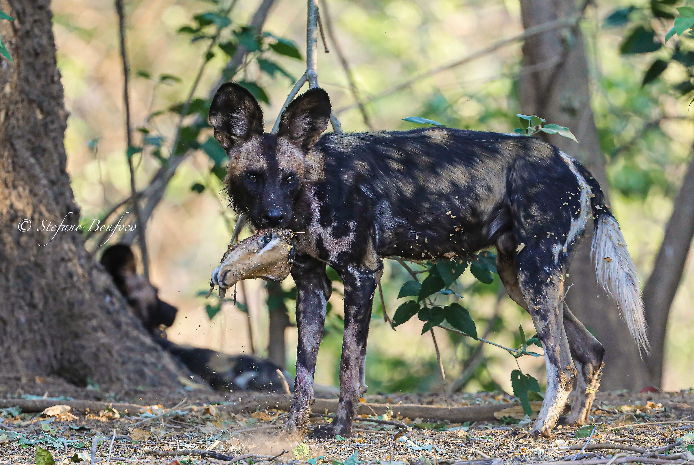 African Wild Dog (Lycaon pictus)