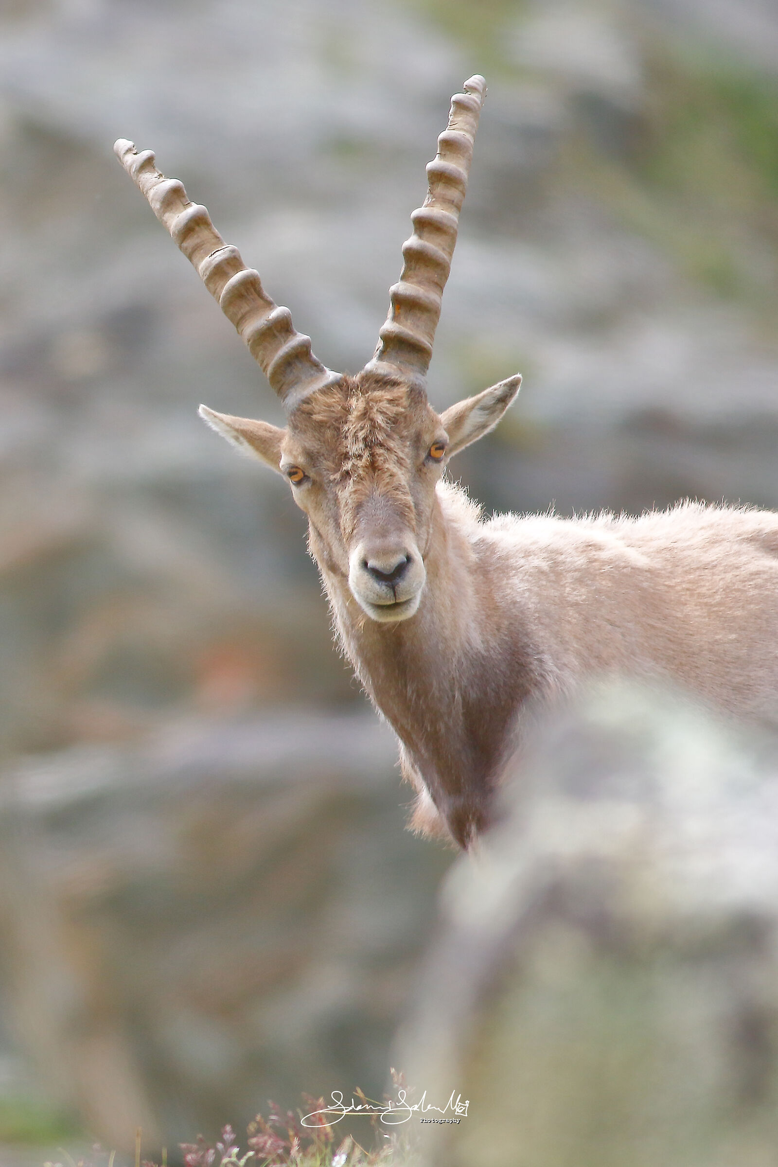 Steinbock's portrait (Capra ibex, Linnaeus, 1758)