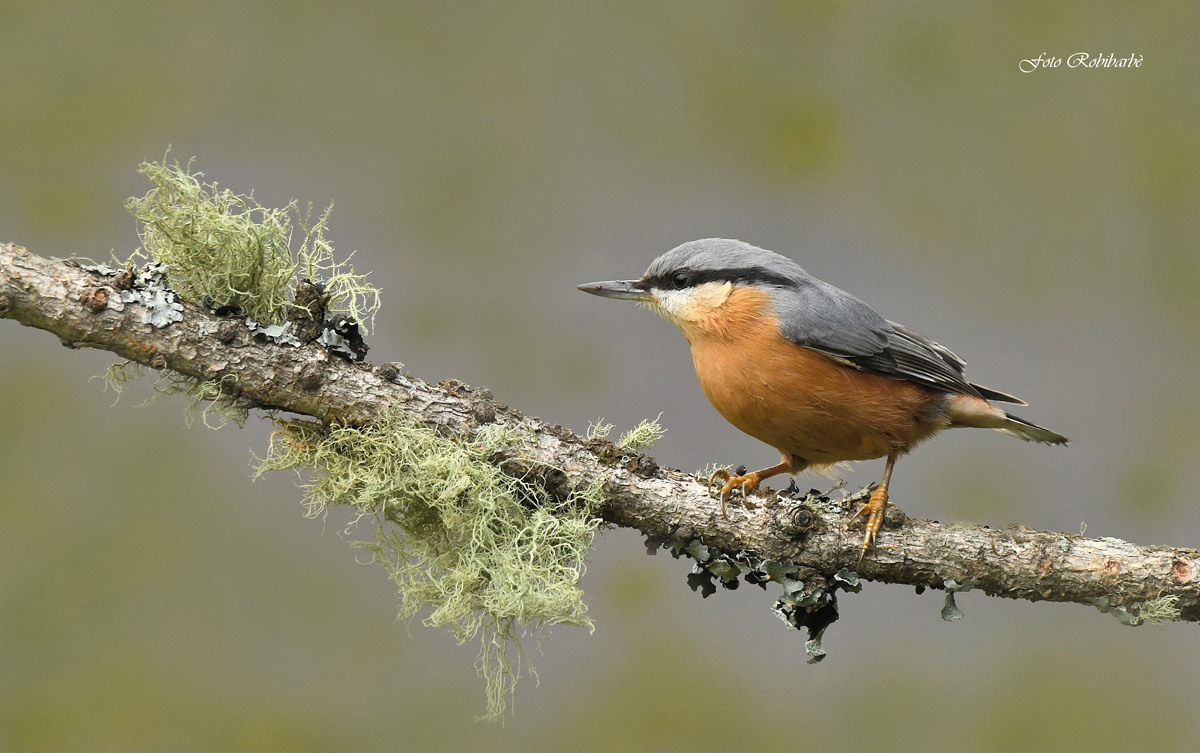 Woodpecker mason....