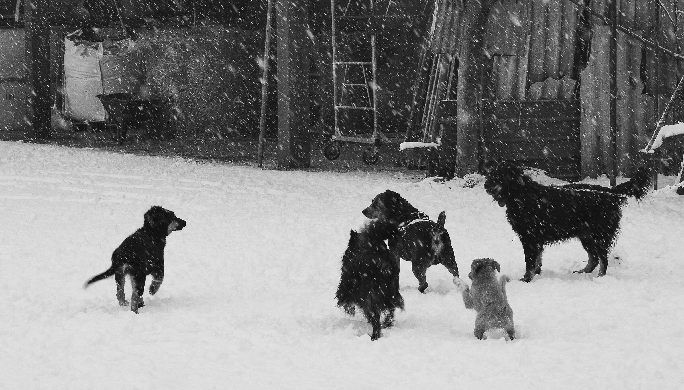 Vaia, Shawnie, Charlie, Lilli, Diana