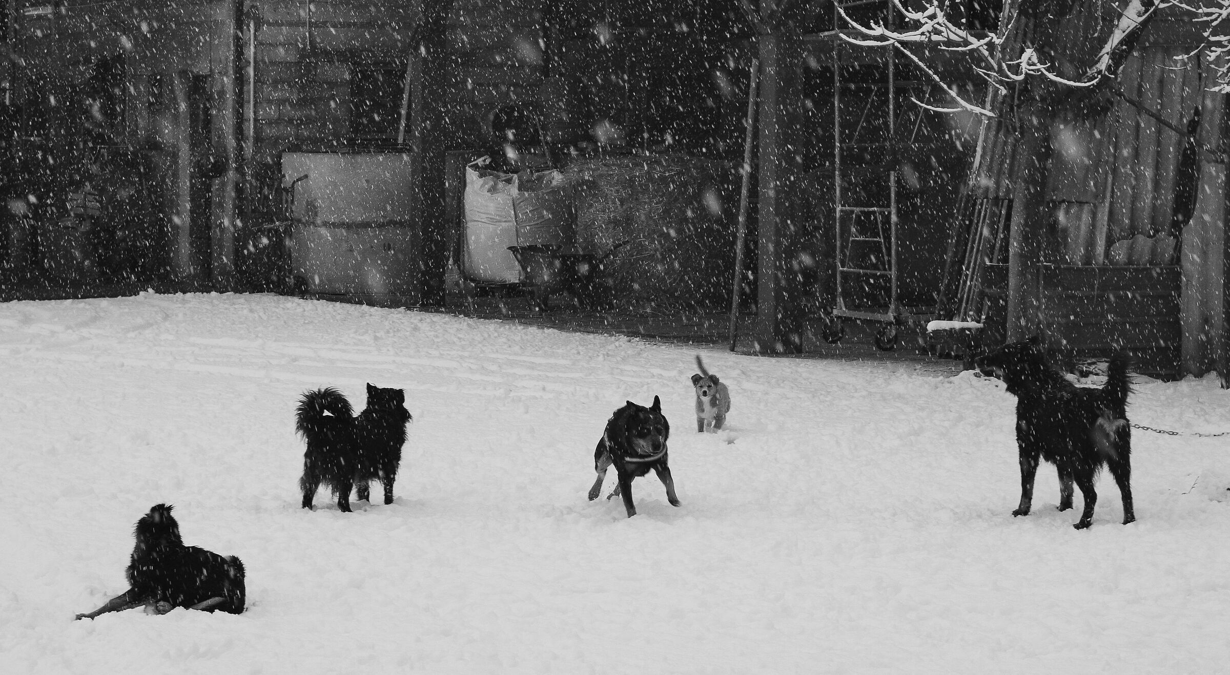 Vaia, Shawnie, Charlie, Lilli, Diana