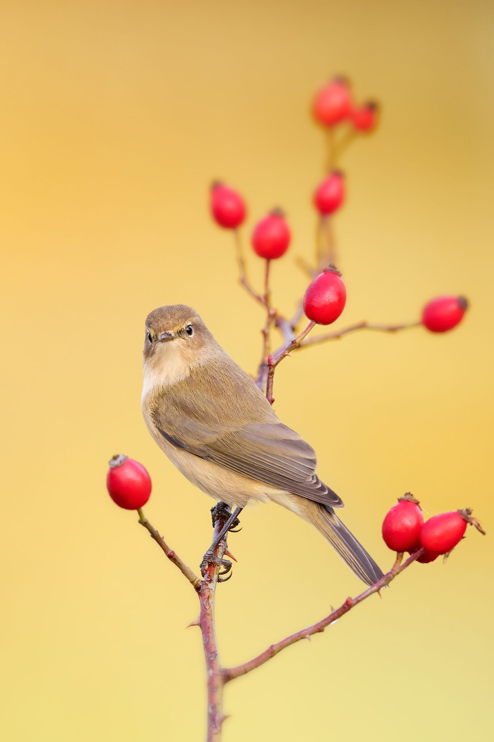 ..luì piccolo su rosa canina..