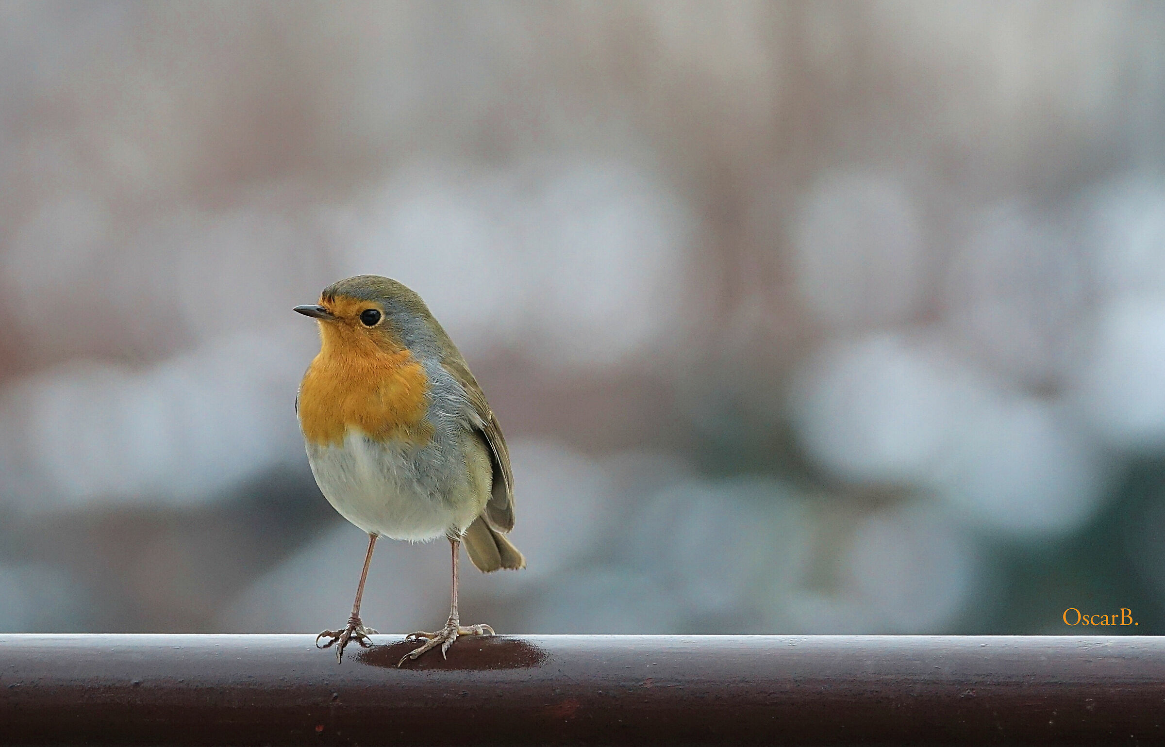 "Il gelo vs il calore e la forza del Petti."